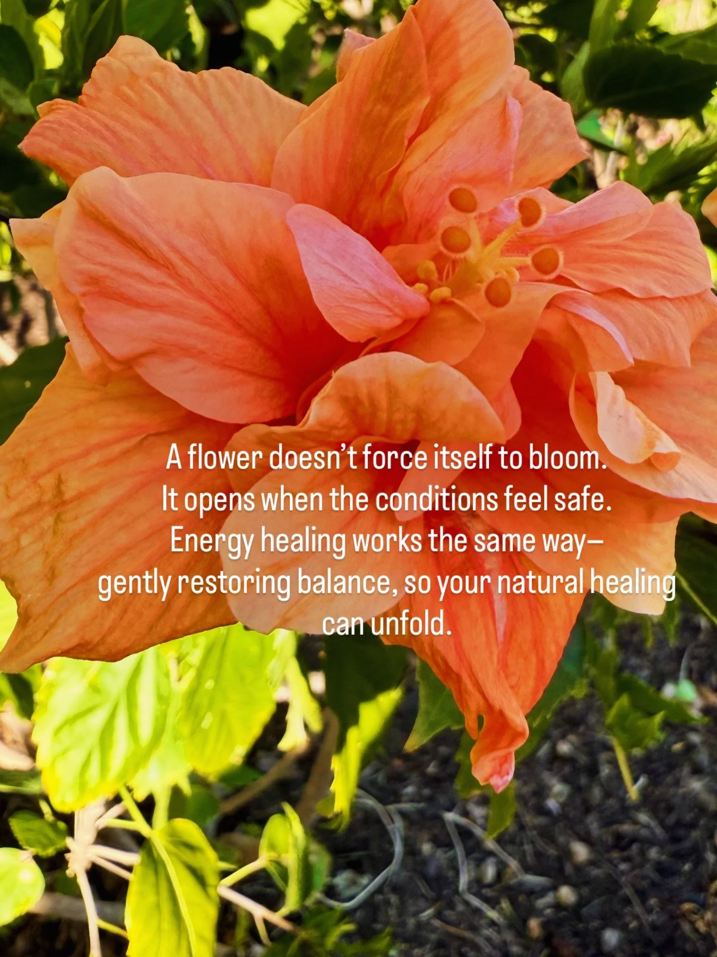 Healing isn&rsquo;t about fixing.
It&rsquo;s about remembering your wholeness.

 &ldquo;Feel free to like or share with someone who needs softness today.&rdquo;

#EnergyHealing #GentleHealing #BloomInYourTime #NaturalHealing HolisticWellness