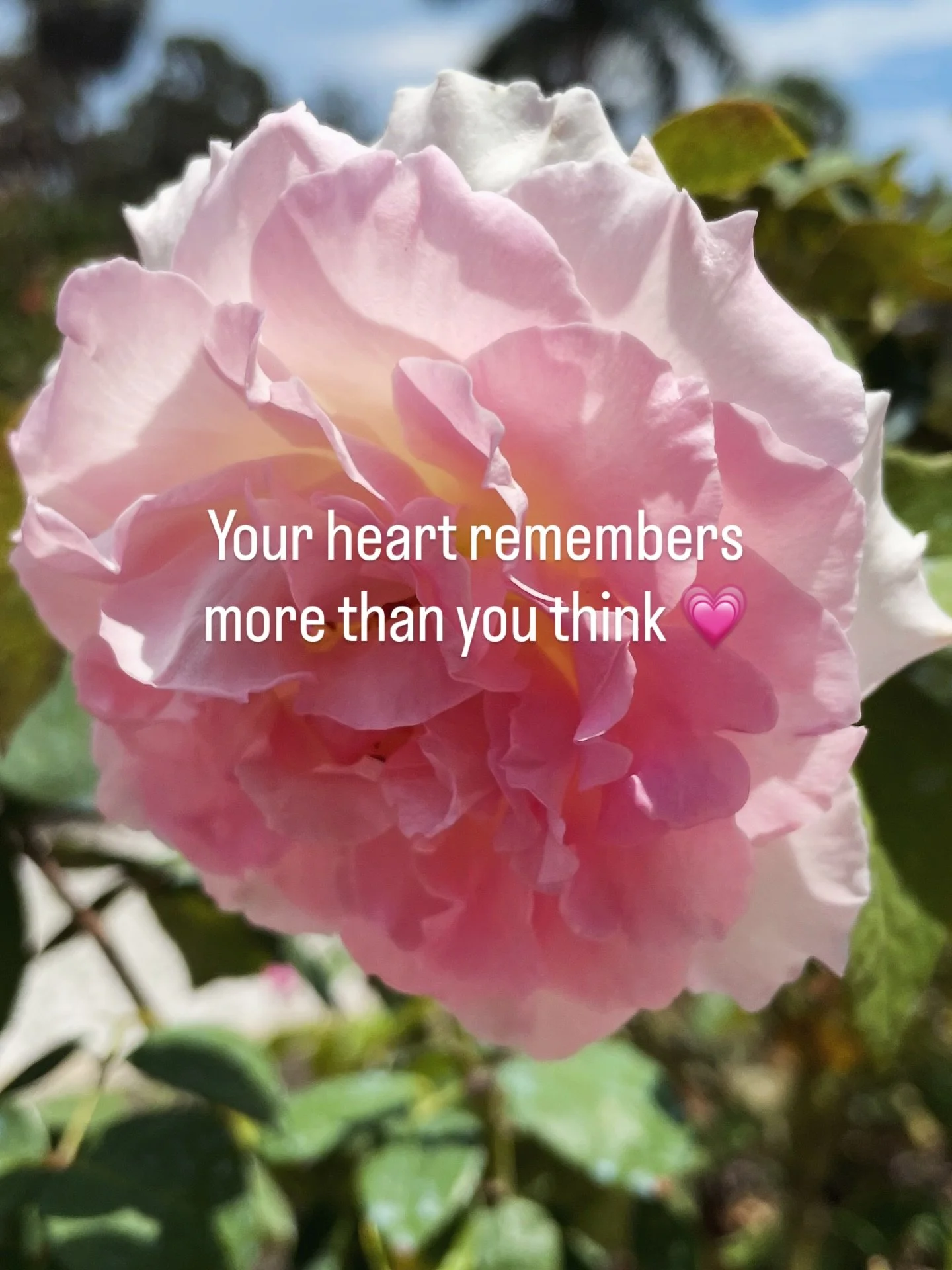 This Valentine&rsquo;s season, I&rsquo;m offering a gentle Heart-Wall Healing Special using distant Emotion Code.

✨ 3 Heart-Wall sessions - 30 min each

✨ $99 total ($33 per session)

A loving invitation to soften the heart, release old emotional la