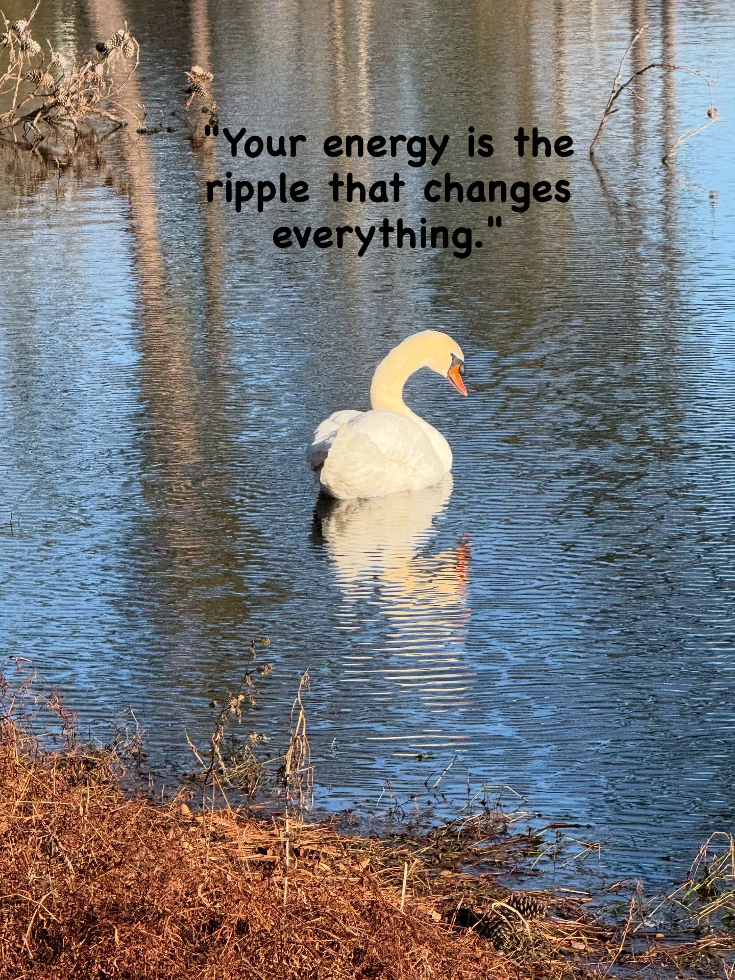 @followers.  Behold the power of the ripple. 🦢✨

Notice how even the smallest movement from the swan creates a wave that travels across the entire surface of the water. Your energy body works in the exact same way.

In the world of Sound Wellness, w
