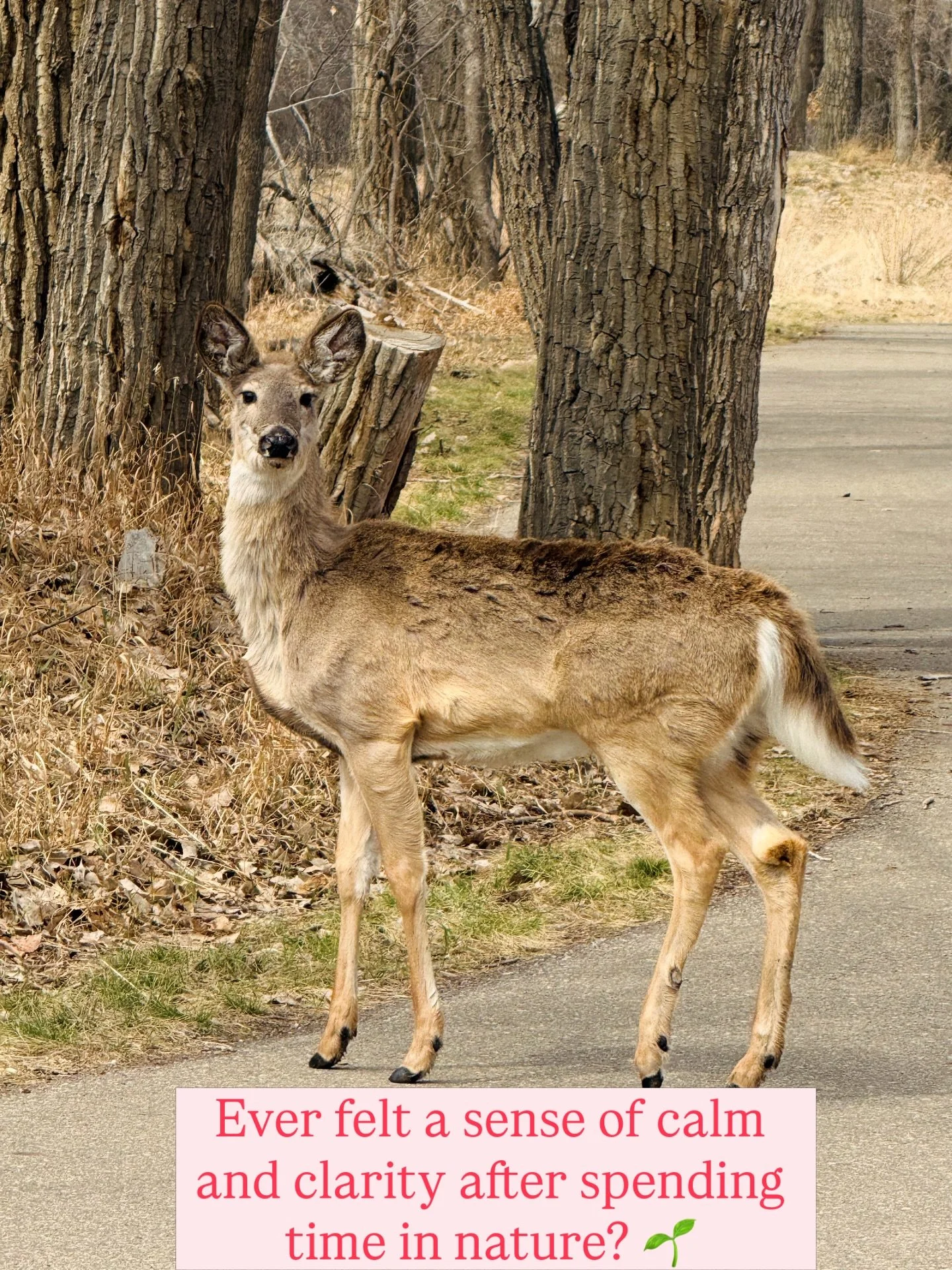 Ever felt a sense of calm and clarity after spending time in nature? 🌱 
There&rsquo;s a deep energy present in the natural world that can heal and restore us if we take the time to connect with it. Just like this peaceful deer, we can tap into that 