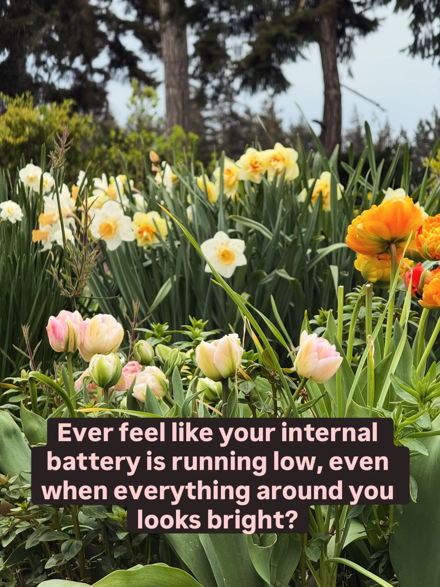 Finding Your Center in the Bloom.

Just as these spring flowers rely on the unseen movement of nutrients and energy through their stems to bloom, our bodies rely on a subtle energy system to maintain balance and vitality.
When our &ldquo;energetic fi