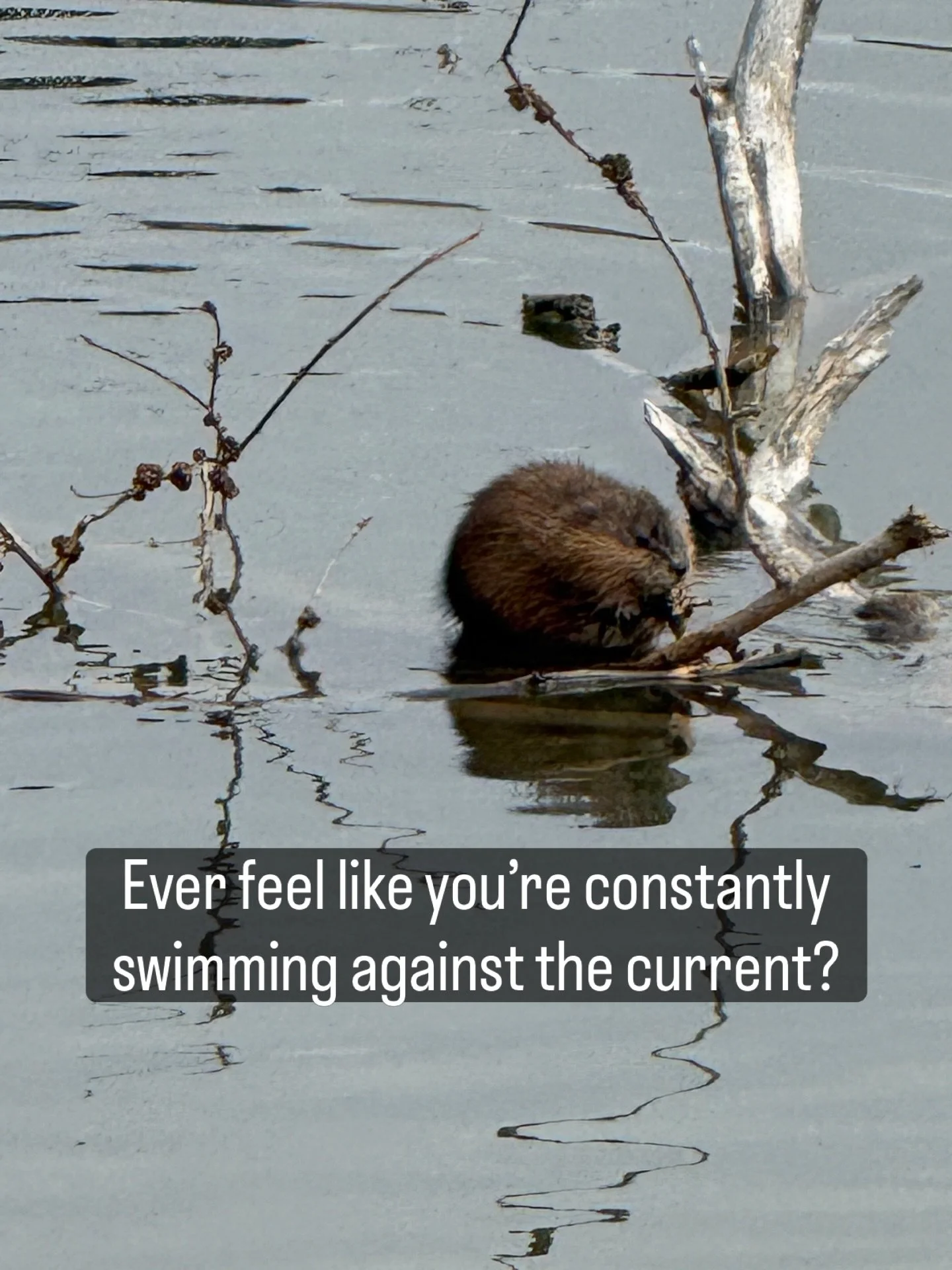 Slow Down Like the Muskrat 🦦
Ever feel like you&rsquo;re constantly swimming against the current? 🌊
Take a lesson from this little muskrat I spotted today. Sometimes, the most productive thing you can do for your energy isn&rsquo;t to push harder&m