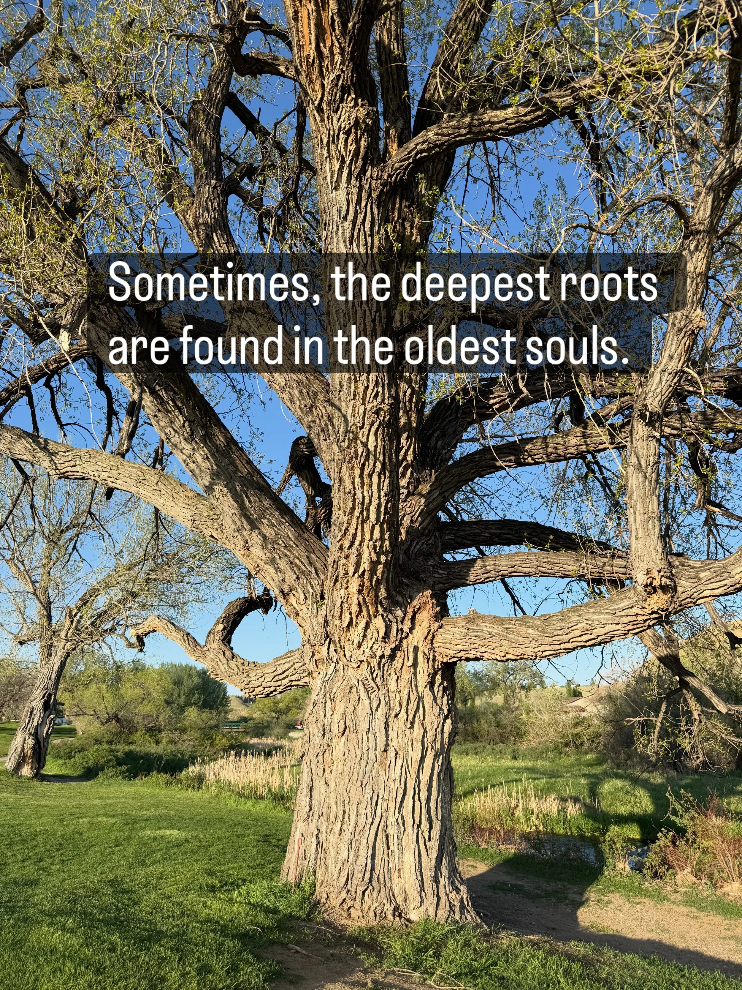 Sometimes, the deepest roots are found in the oldest souls. 🌿✨ Do you ever feel an instant sense of peace just standing near an ancient tree?
I was absolutely captivated by this magnificent cottonwood today. Its deeply furrowed bark and winding bran