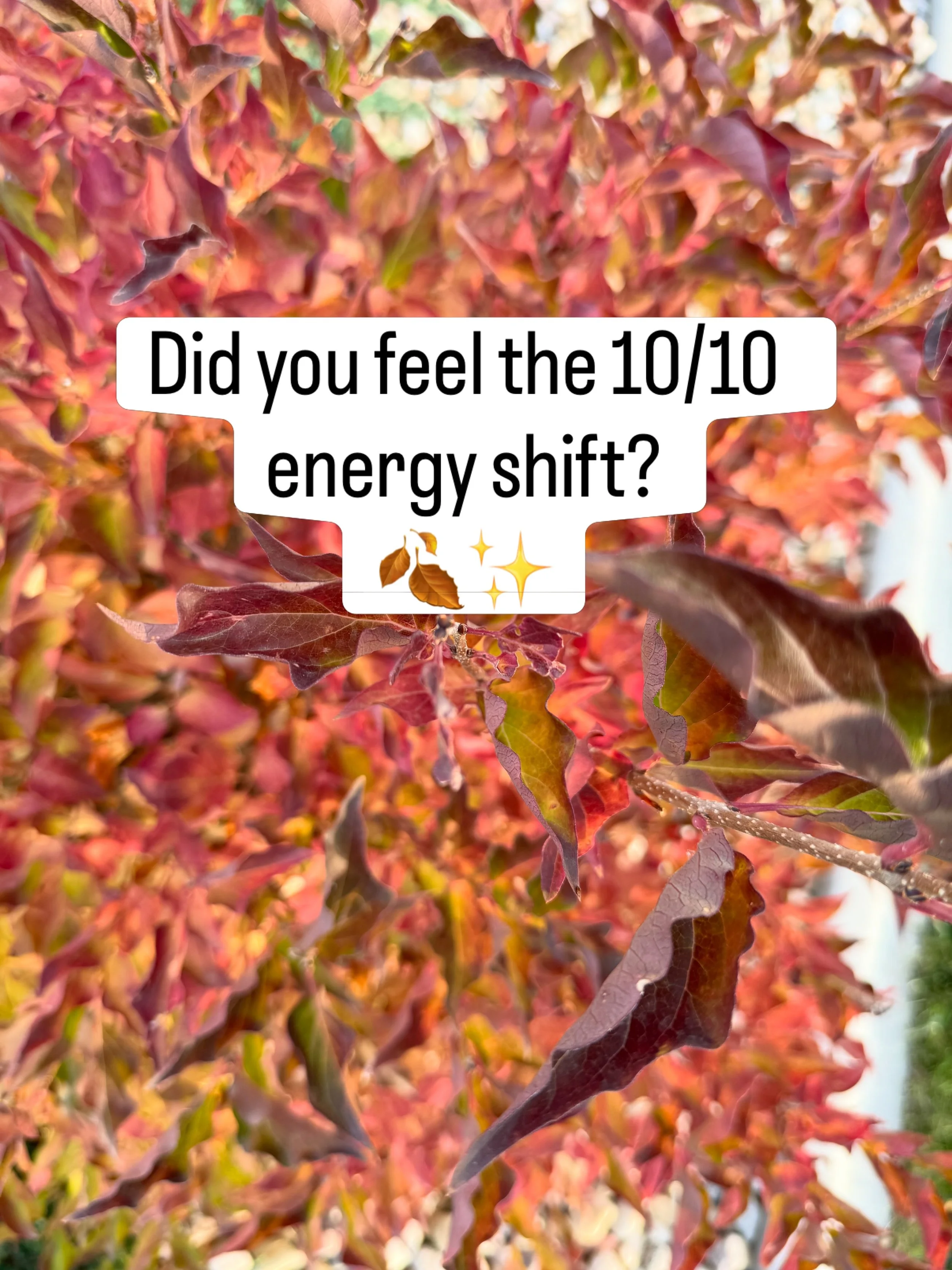 🍁 Grounding, Gratitude &amp; The 10/10 Energy Shift 🍁

As the leaves turn and the season cools, nature is giving us a gentle reminder: it is time to slow down, harvest our blessing, and anchor into present grace.&nbsp; 

We recently passed through 