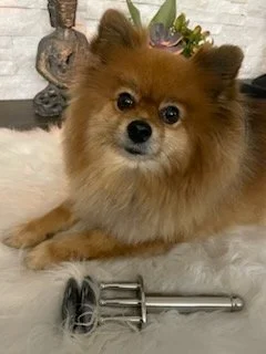 Beyond Behaviour Training: Addressing the Energetic Root of Your Pet’s Stress