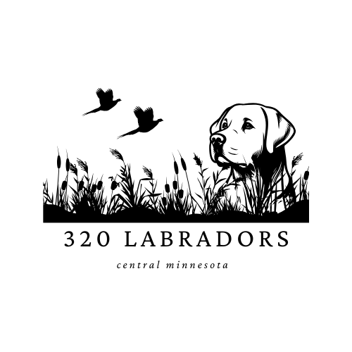 320 Labradors