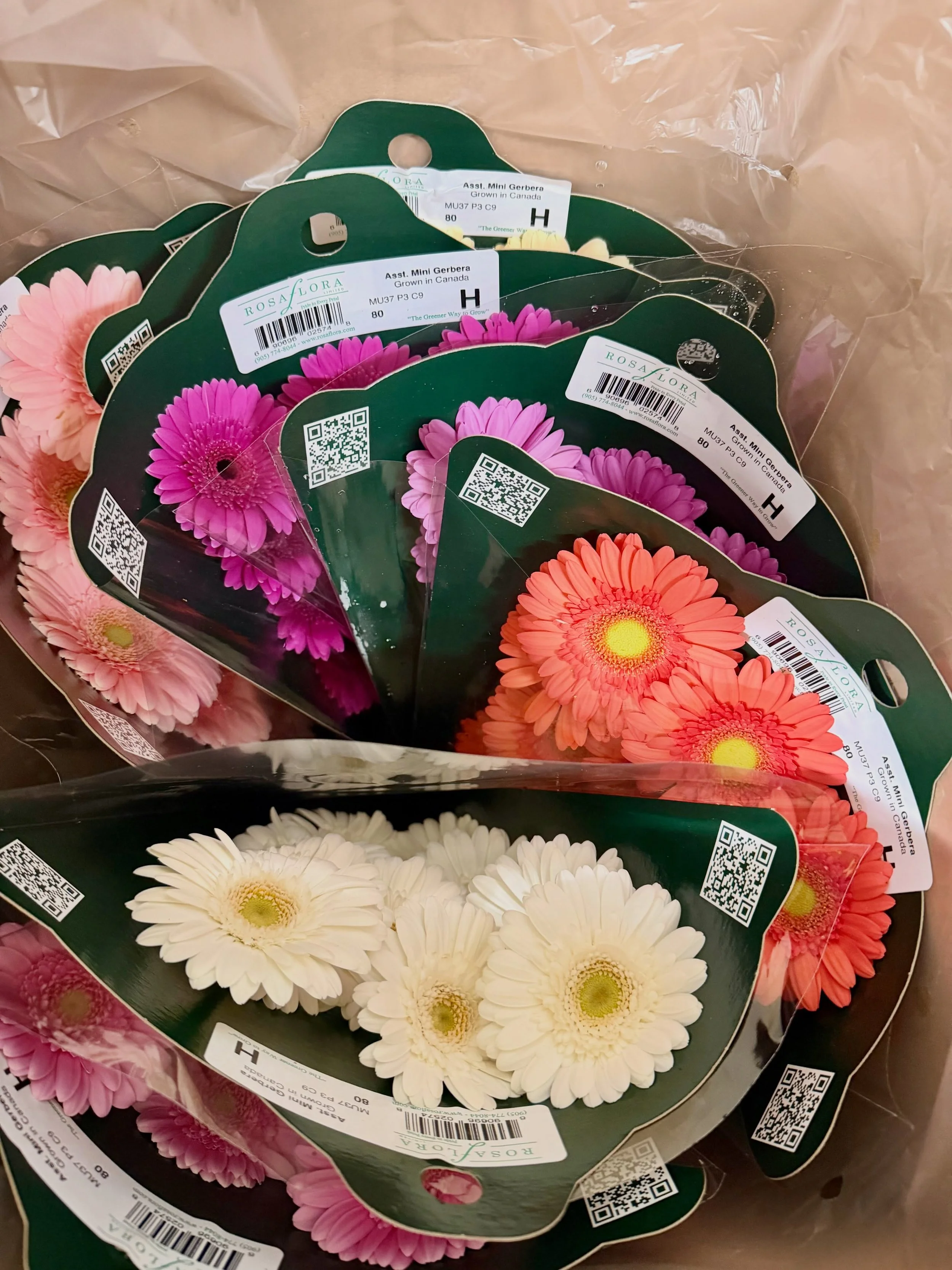 Fresh pops of color just landed 🌸✨ These mini gerberas may be small, but they&rsquo;re bringing BIG personality to the cooler.