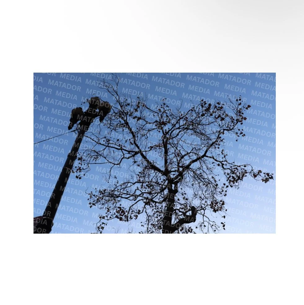 Lamp Tree Silhouette