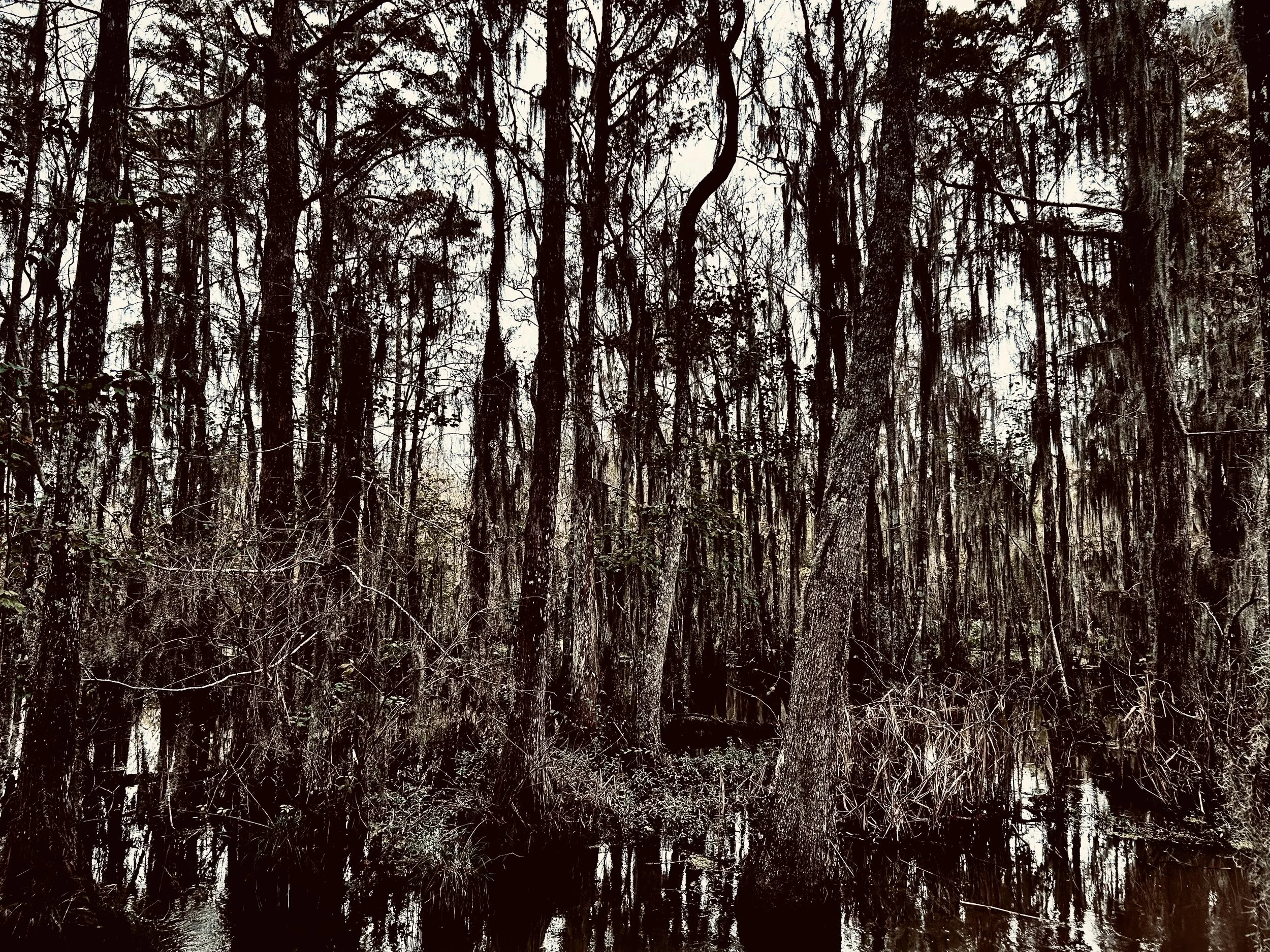 A dense forest with tall trees and hanging moss, reflected in dark, still water.