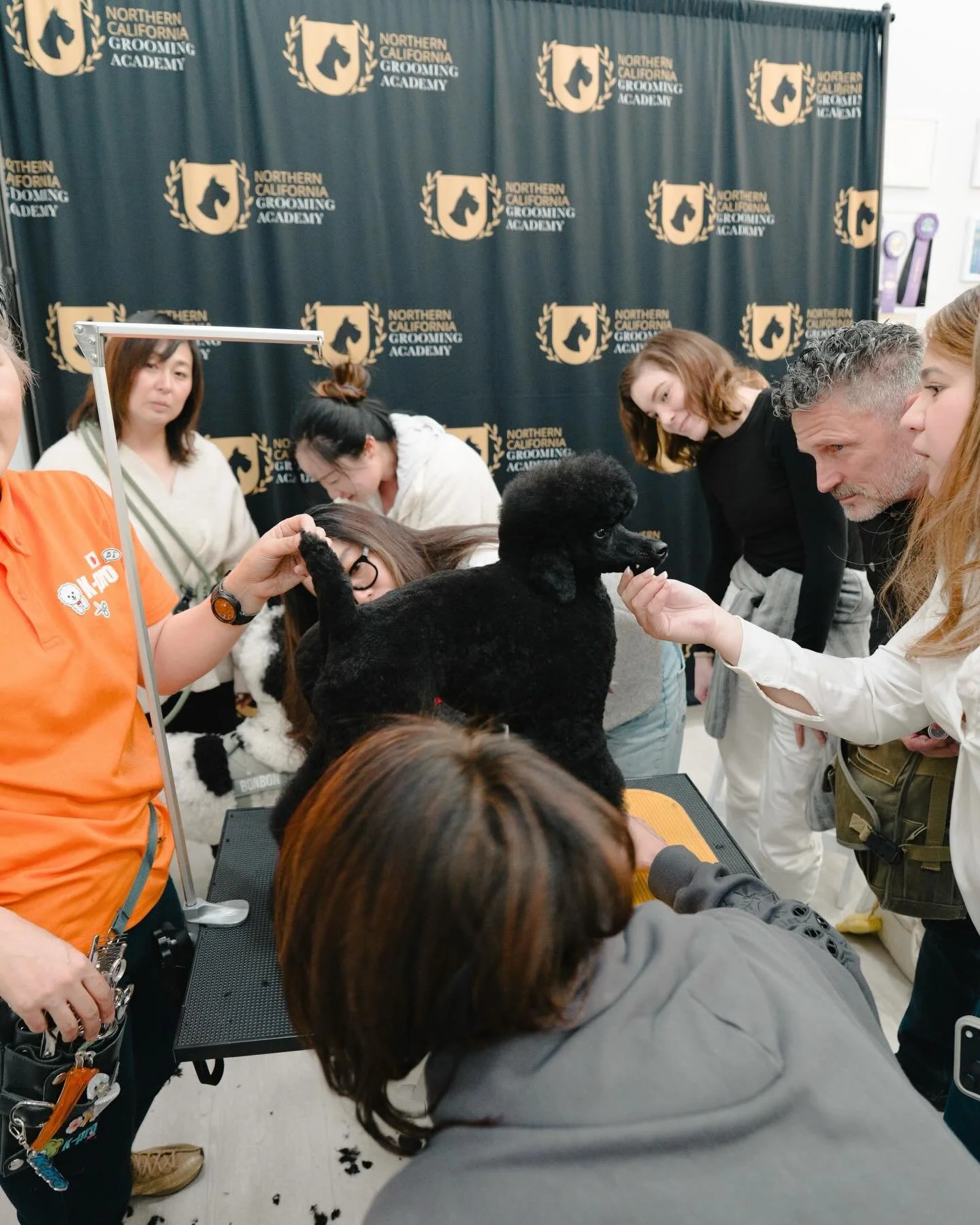 Thank you @groomer_ayumi_ishii @groomer_naomi for an eventful and fun seminar!

It&rsquo;s always a blast to see groomers from all over come together to improve their craft and learn from others! 

📩 Message us for the full grooming video!

#doggroo