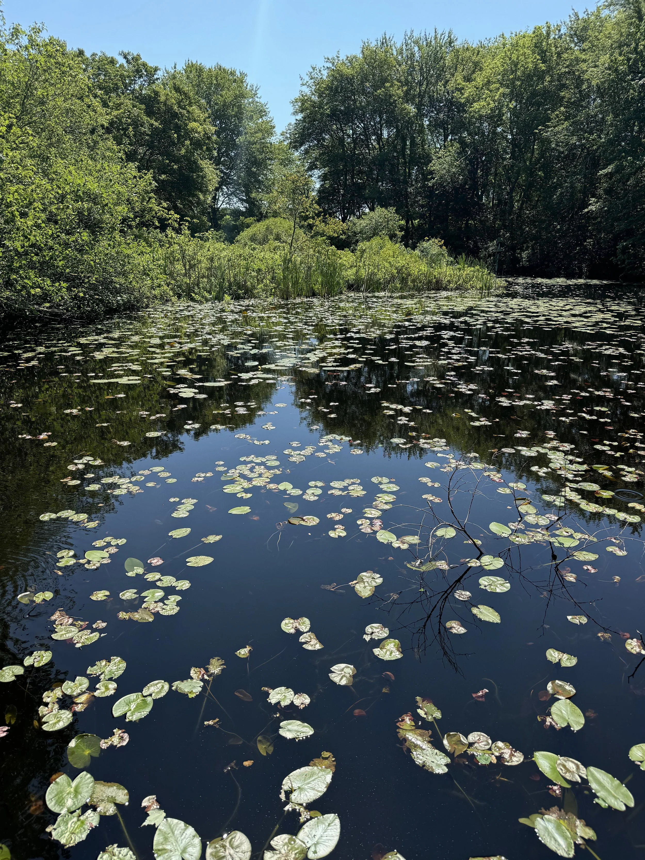 A tranquil pond filled with lily pads, surrounded by lush green trees under a clear blue sky.