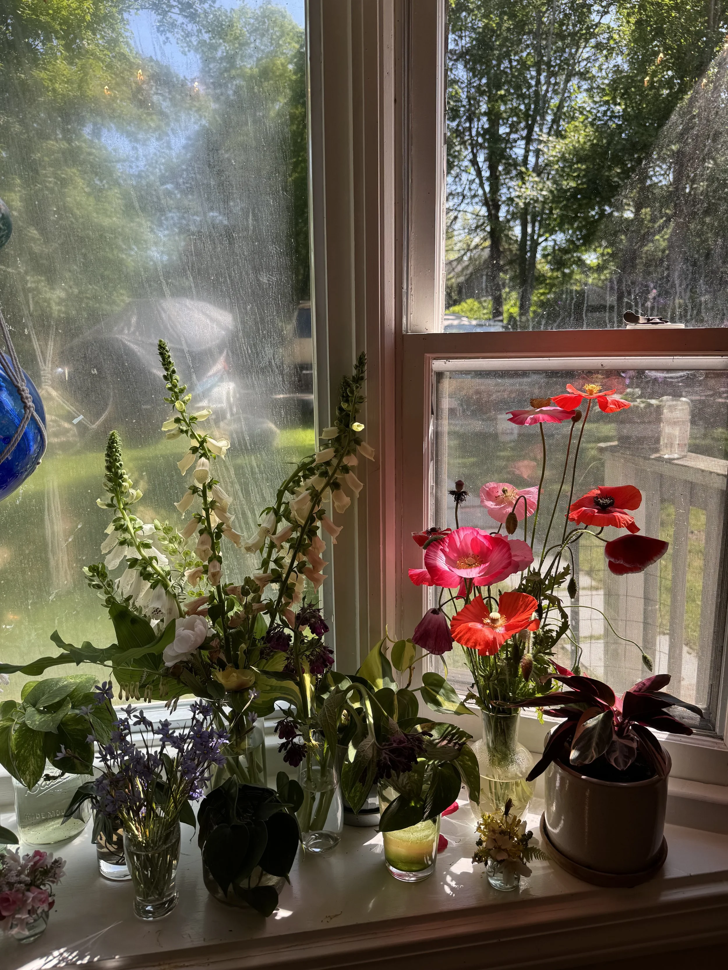Indoor window sill with various potted flowers including white, pink, red, and purple blooms, illuminated by sunlight on a spring day outside with green trees and parked cars.
