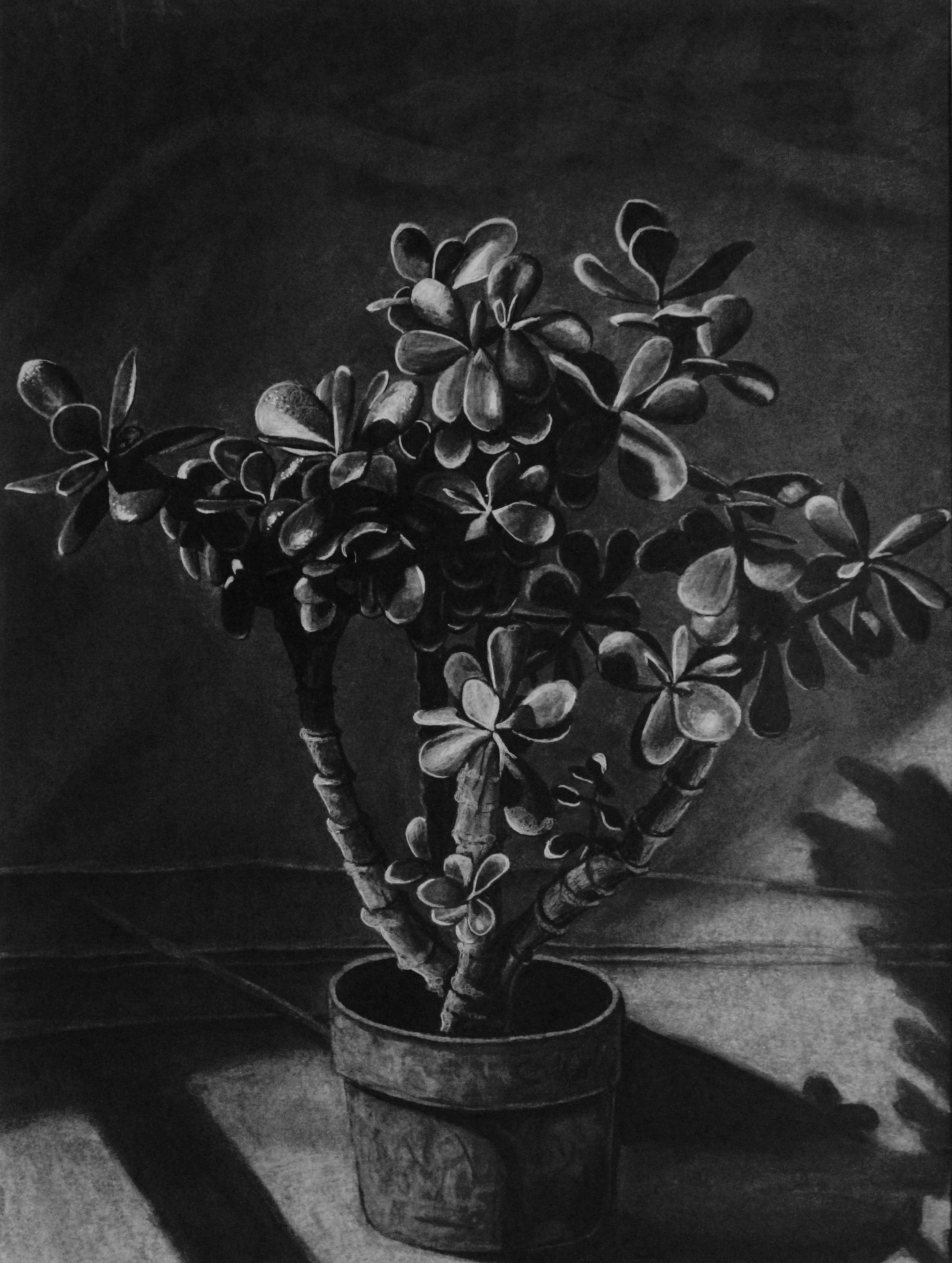 A monochrome painting of a potted succulent plant with thick, rounded leaves, casting shadows on the surface below.