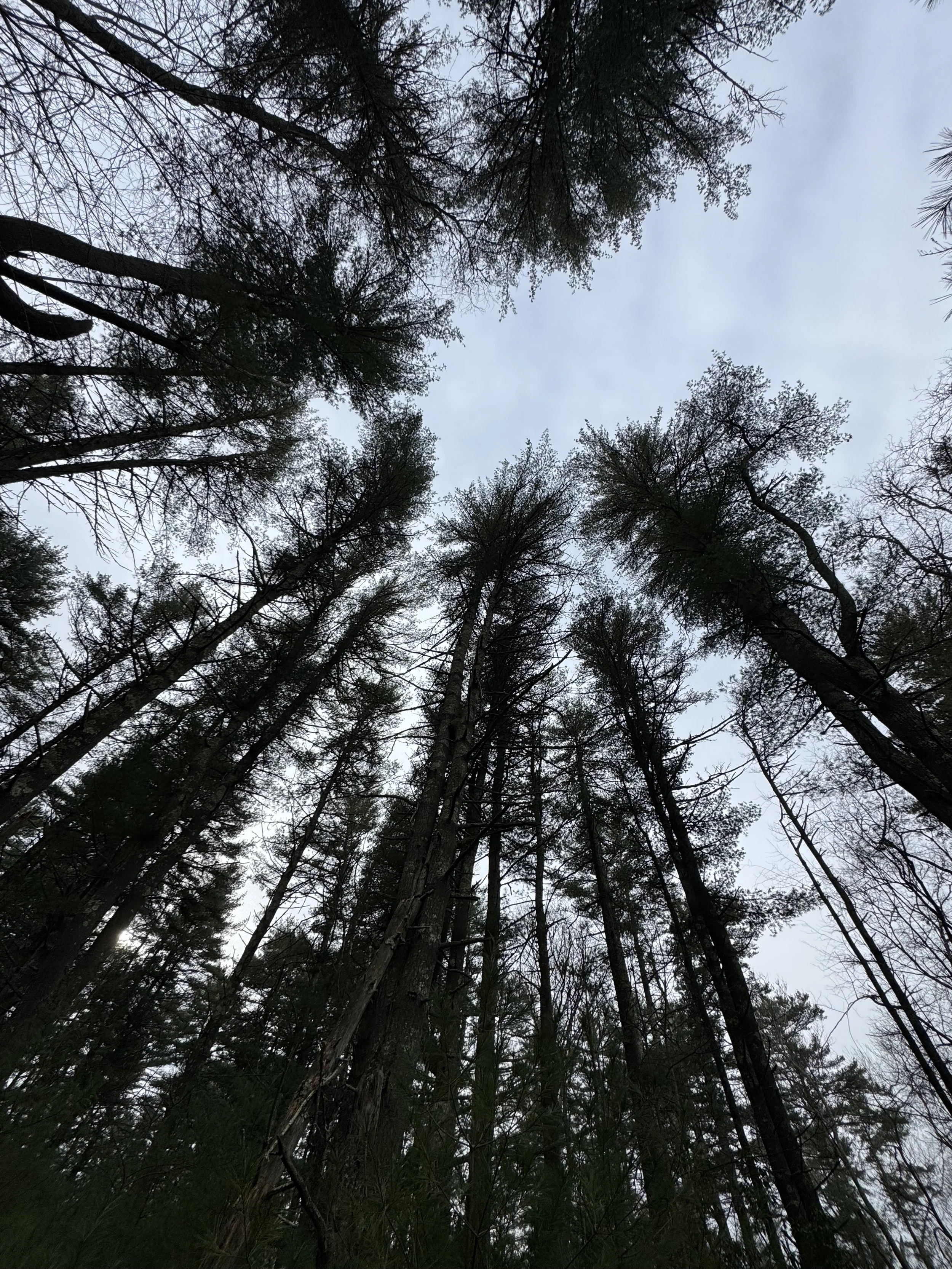 Looking up at tall trees in a dense forest with branches reaching towards the sky, which is overcast.