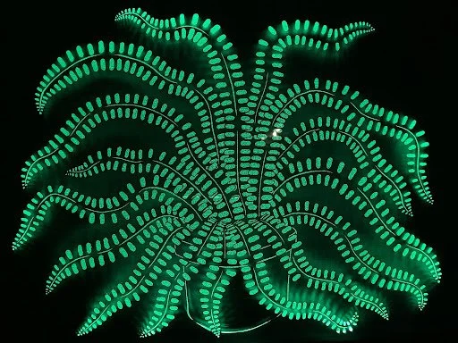 Glowing green fern leaf with numerous fronds on a black background.