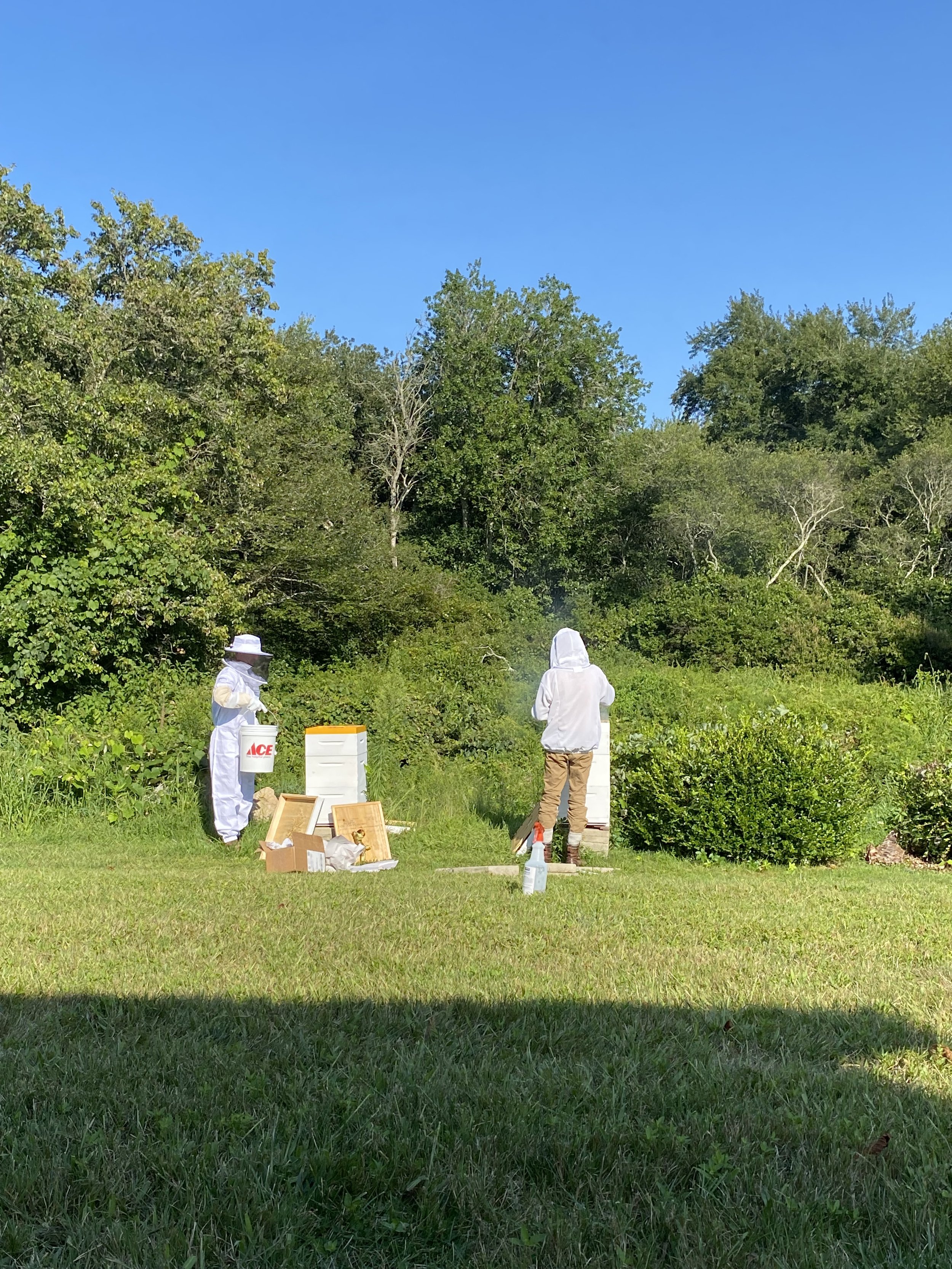 Two beekeepers in white protective suits working with beehives in a green outdoor setting under a blue sky.