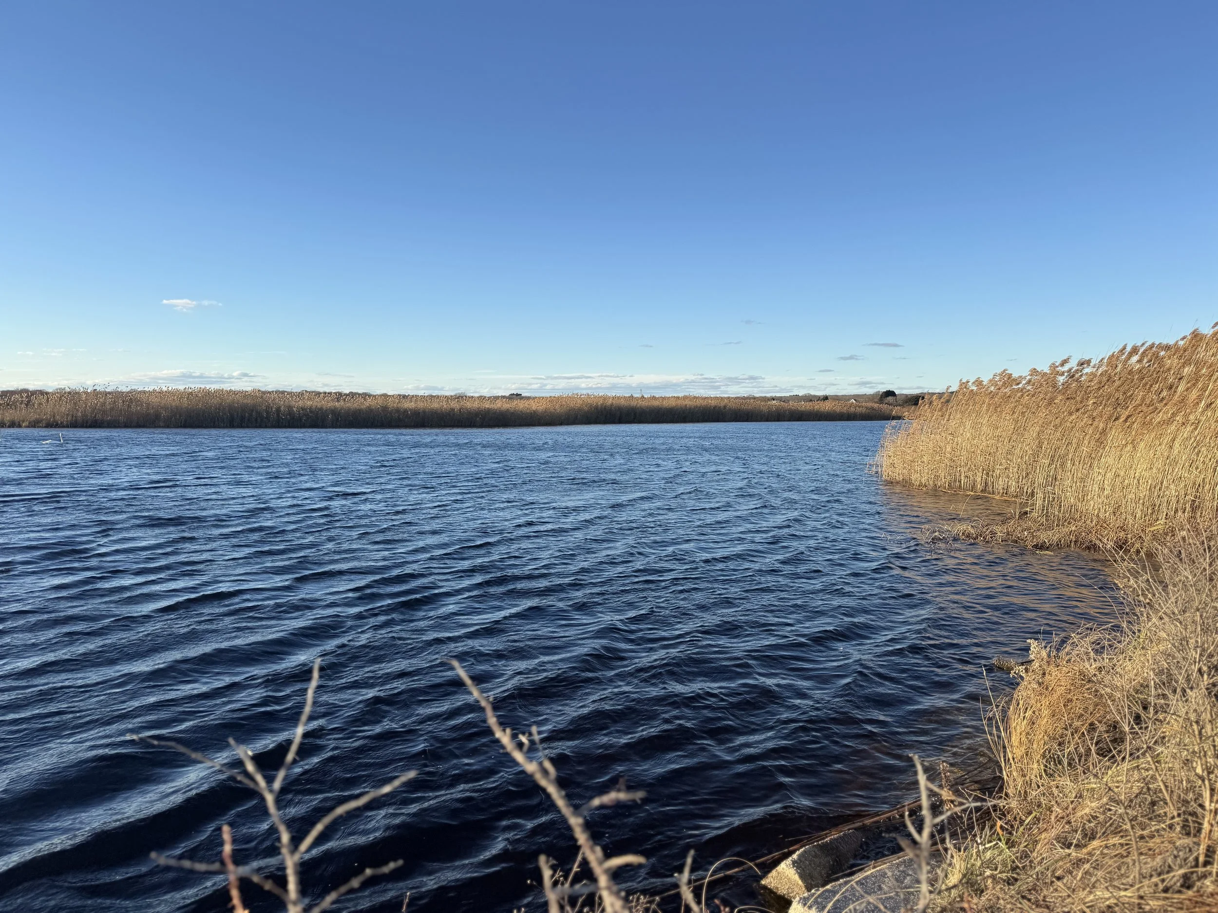 A river flowing through a landscape with tall reeds on both sides under a clear blue sky.
