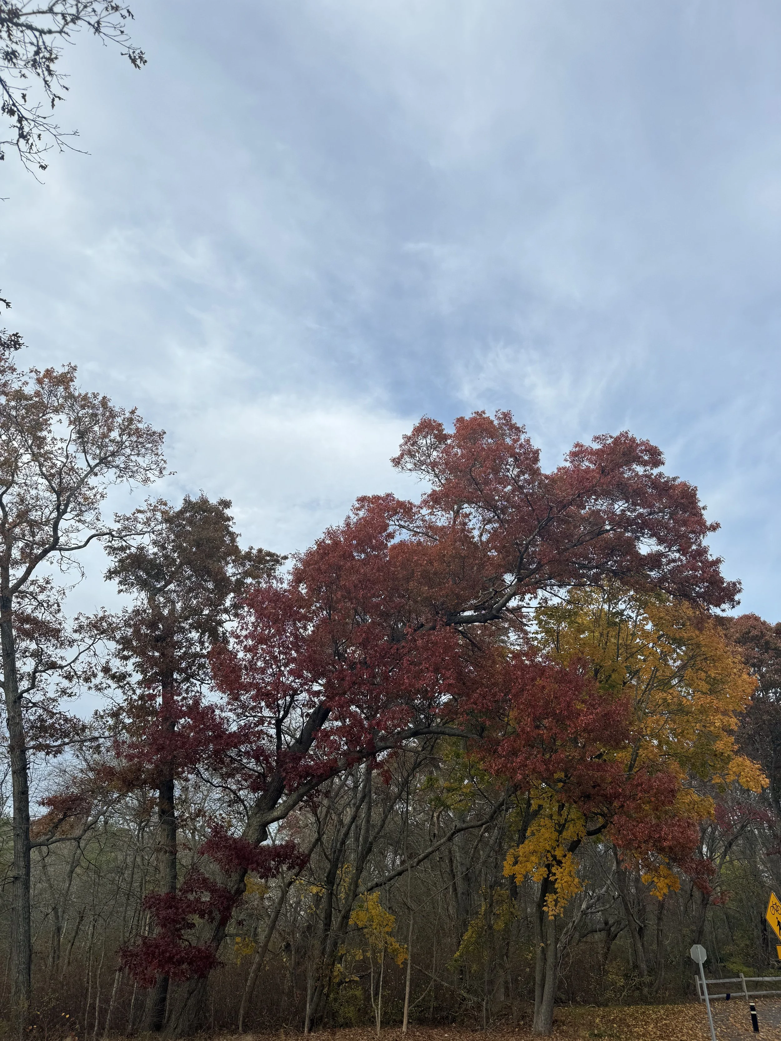 Autumn scene with colorful trees showing red, orange, and yellow leaves under a blue sky with scattered clouds.
