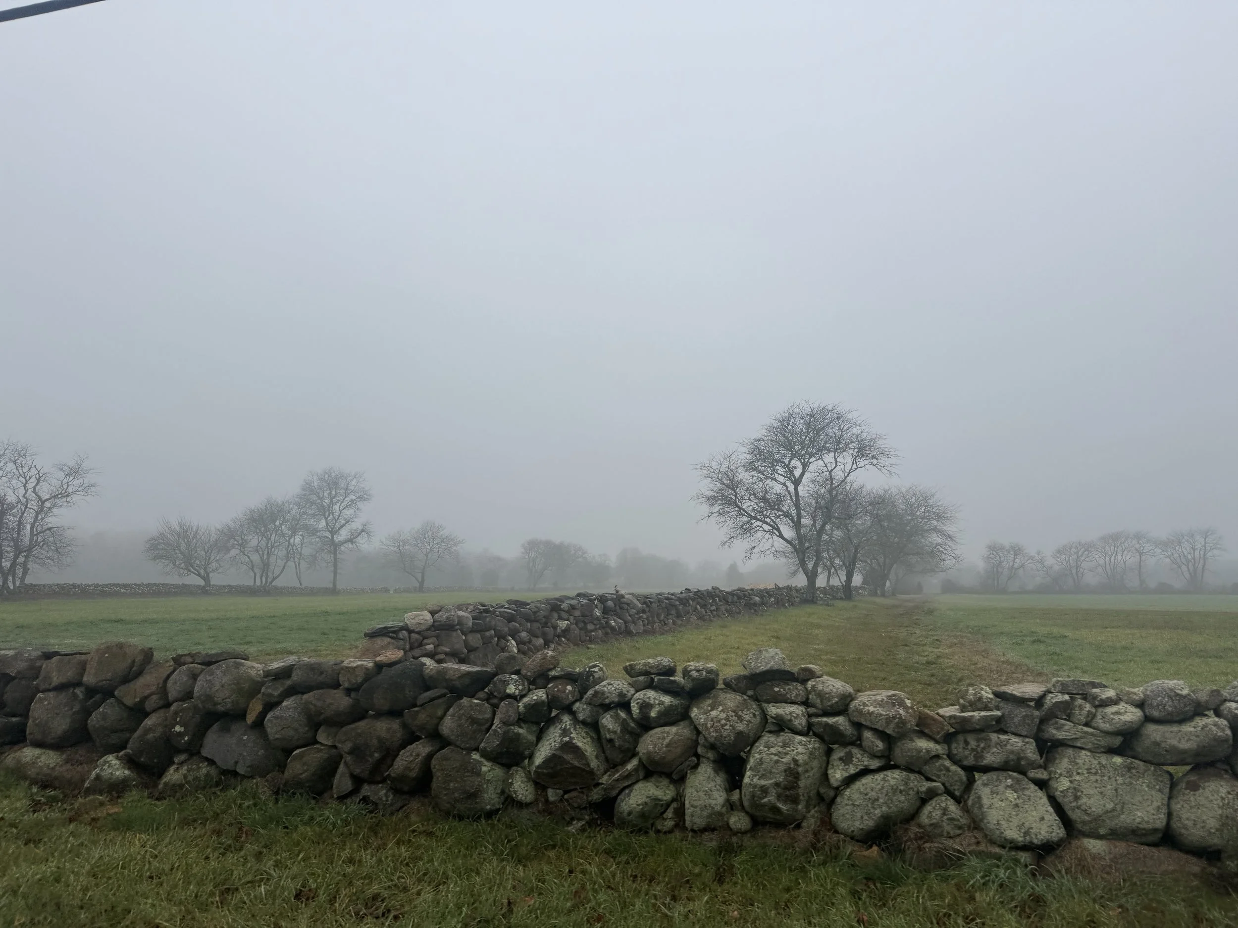 A foggy landscape with leafless trees and a dry stone wall dividing green fields.