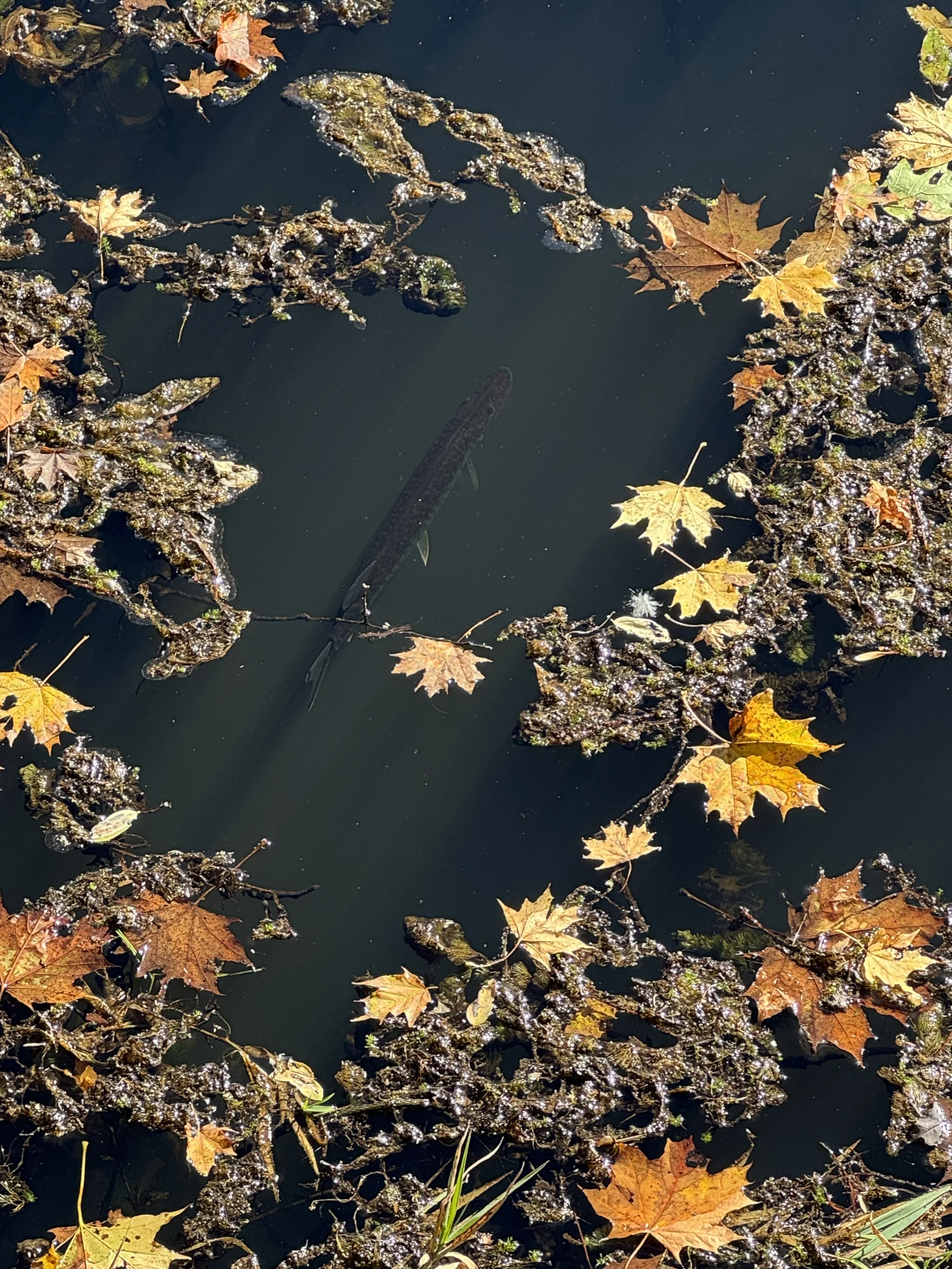A fish swimming underwater amidst floating autumn leaves and algae in a dark water pond or stream.