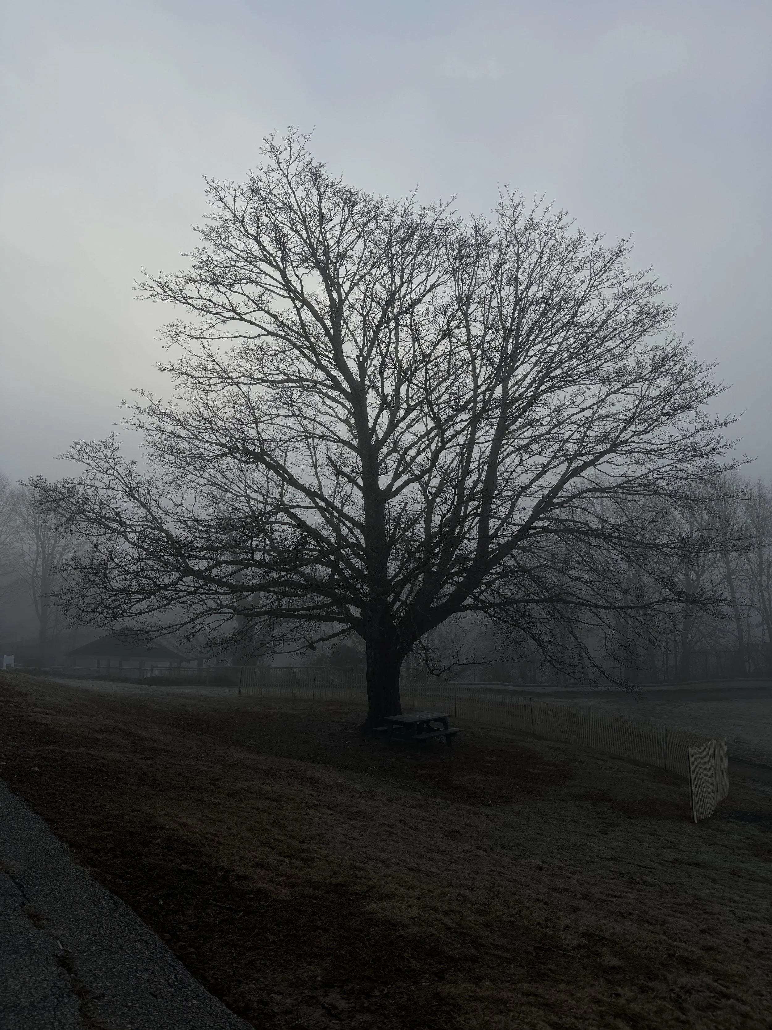 A leafless tree standing on a grassy area in foggy weather.
