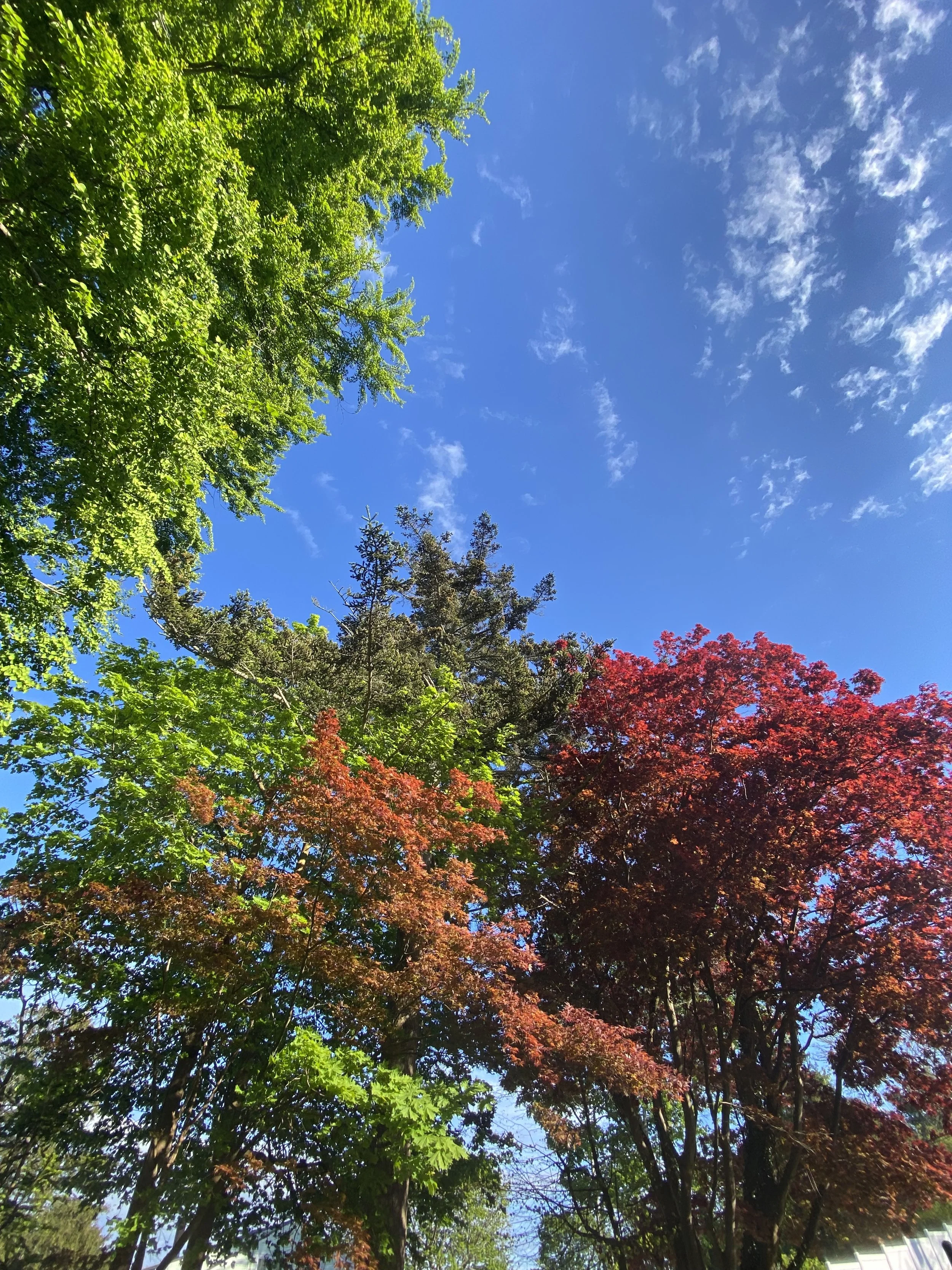 View of the sky with some clouds looking upward through green and red trees.
