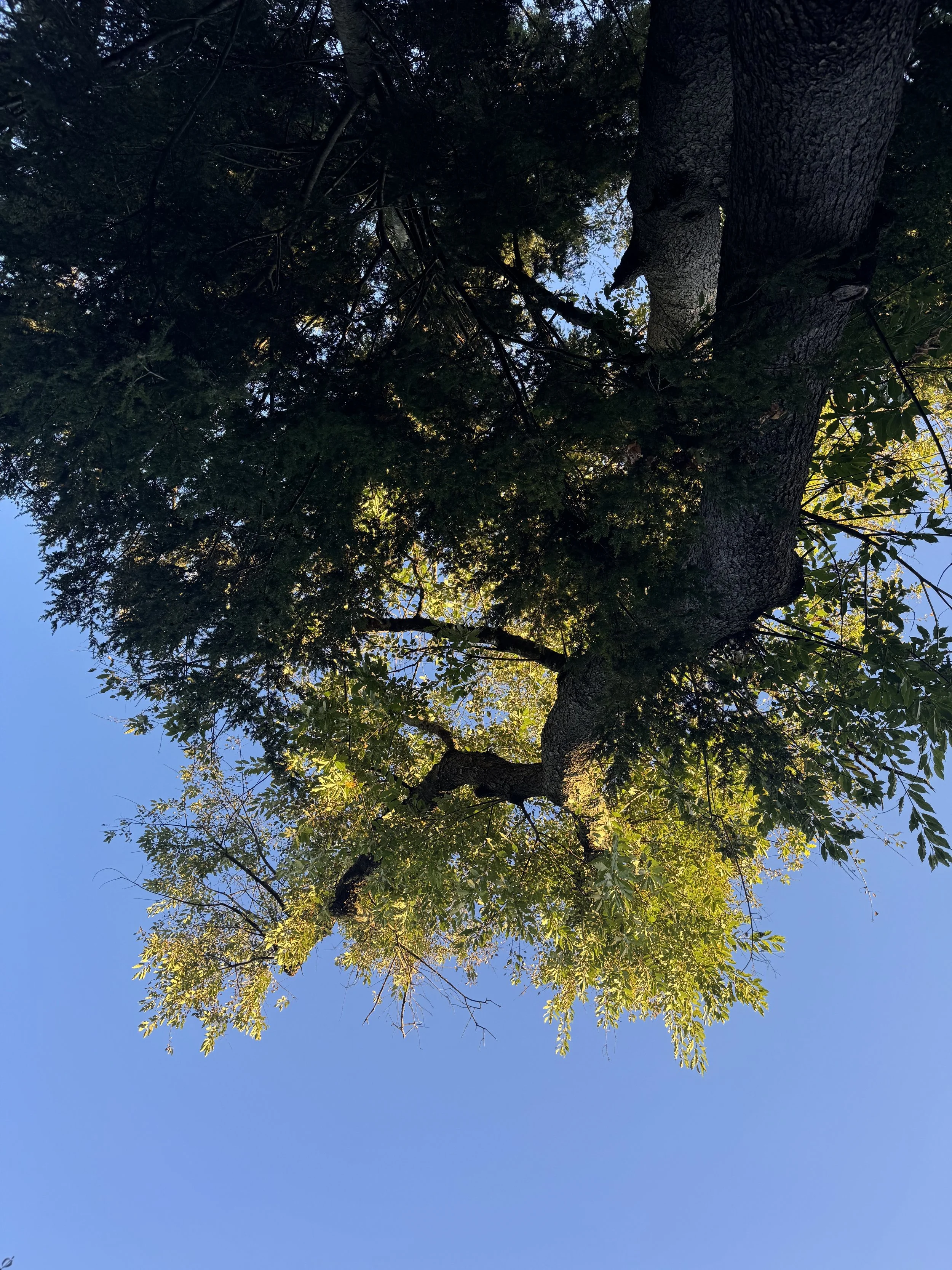 Tree with green leaves against clear blue sky, viewed from below.