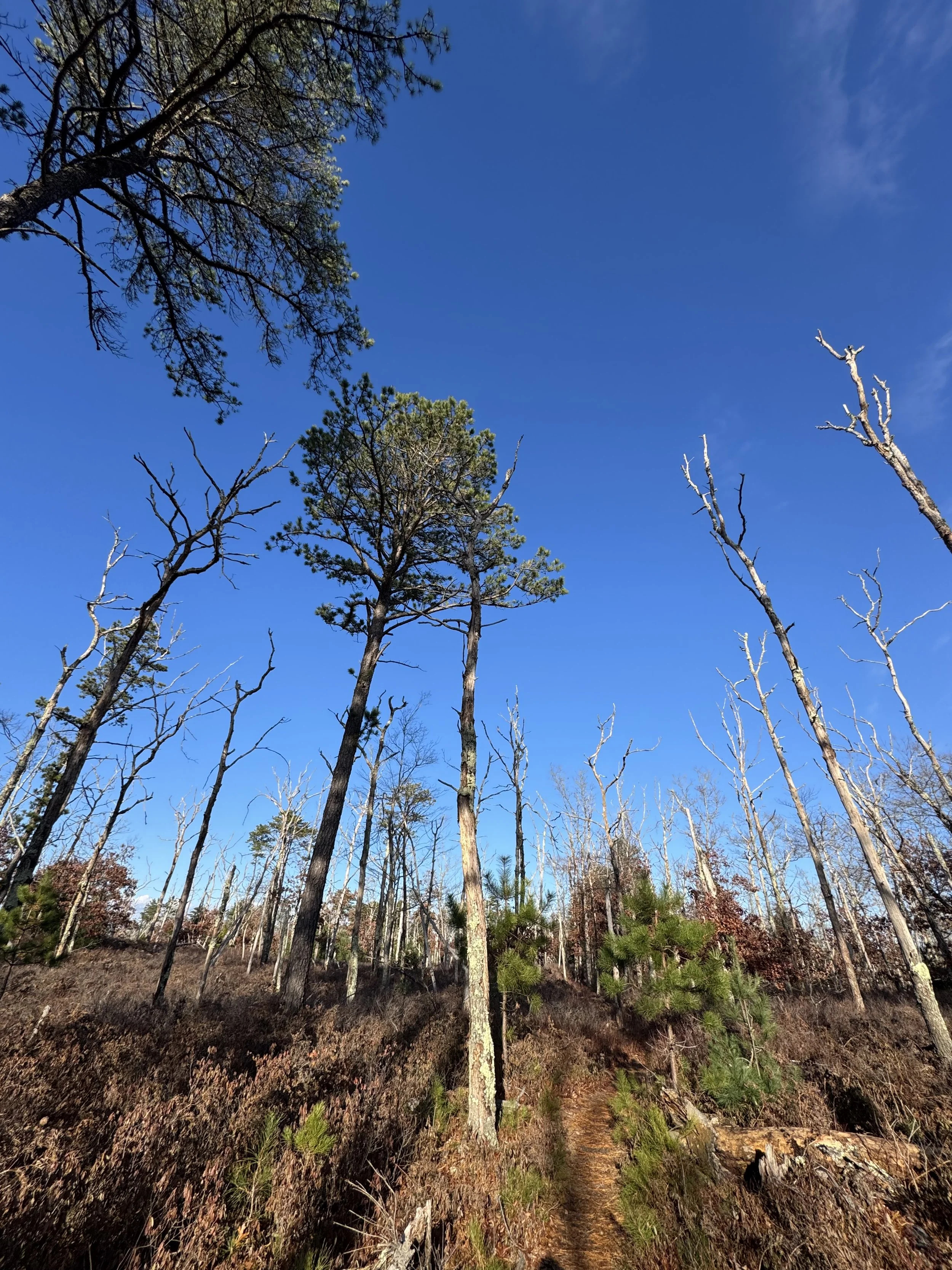 A scenic forest trail surrounded by tall, mostly leafless trees under a clear blue sky.
