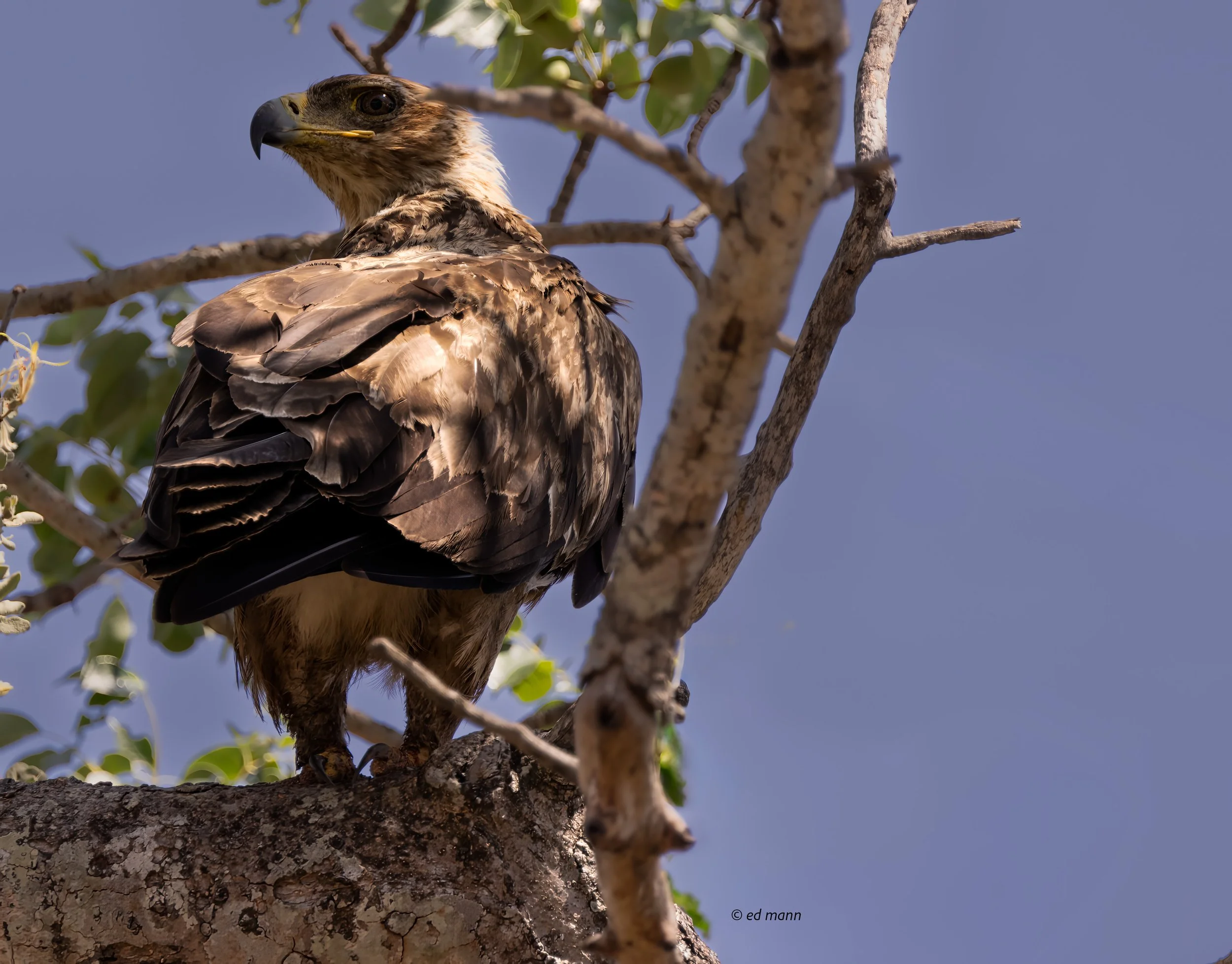 Arthropods and Insects