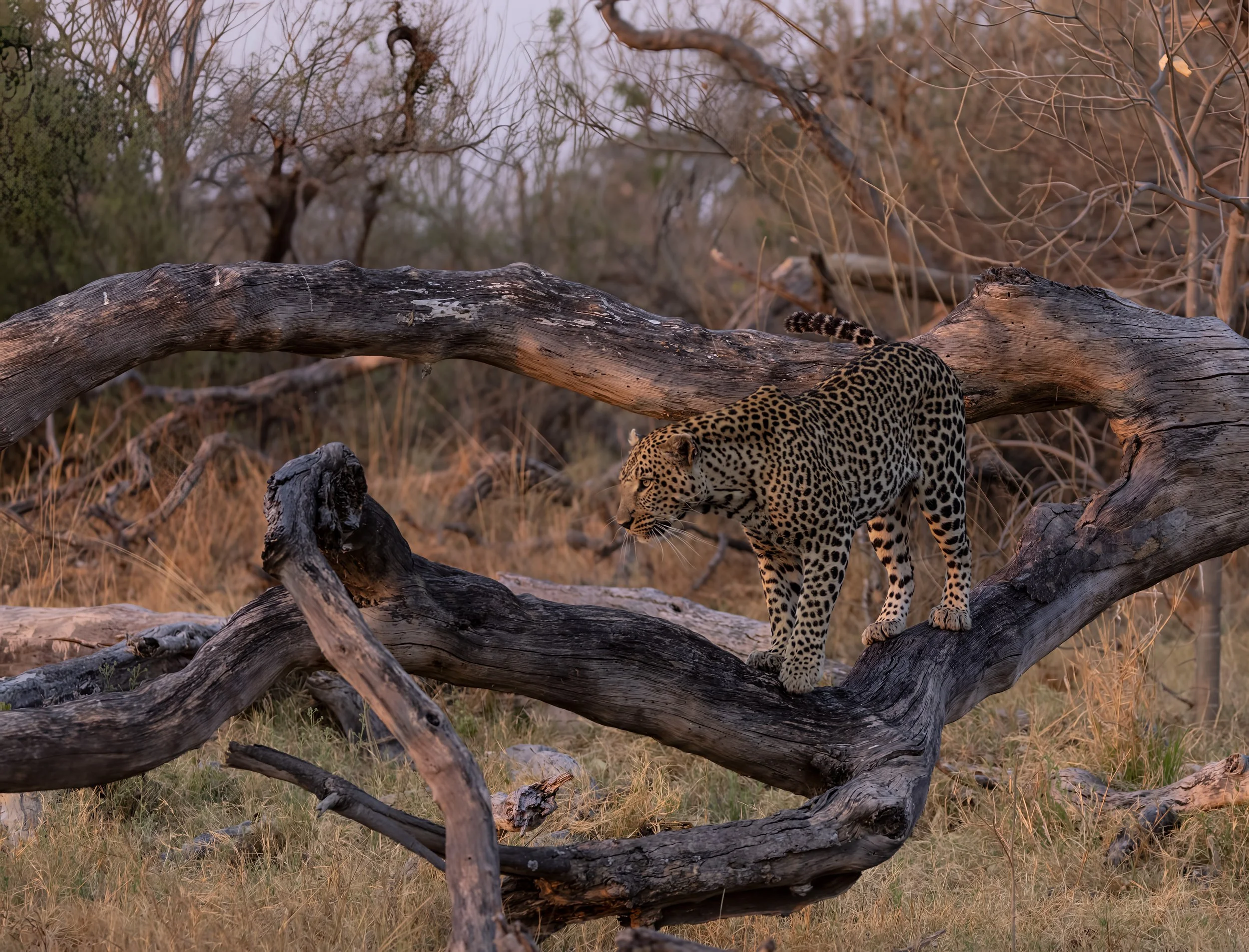 Leopard OnThe Hunt