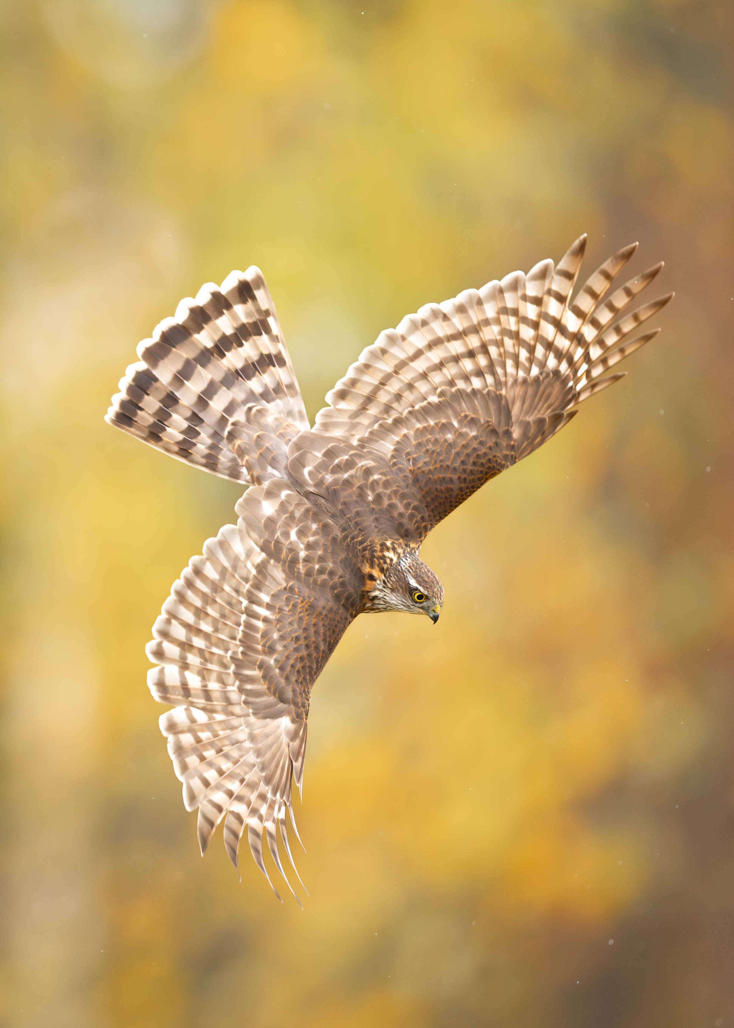 Spurvhauk_06-oktober (1 av 1).jpg