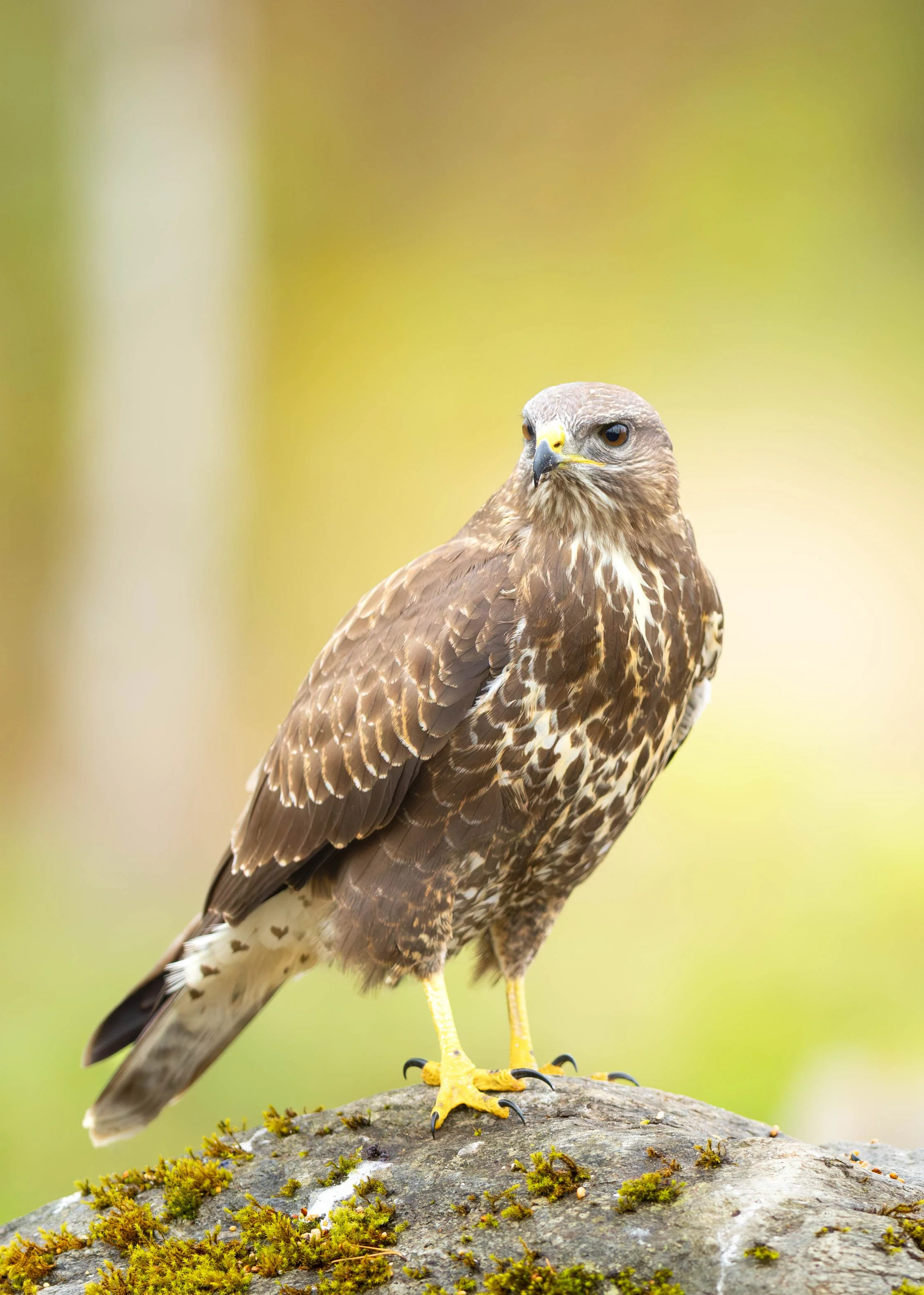 musvåk_01-oktober (1 av 1).jpg