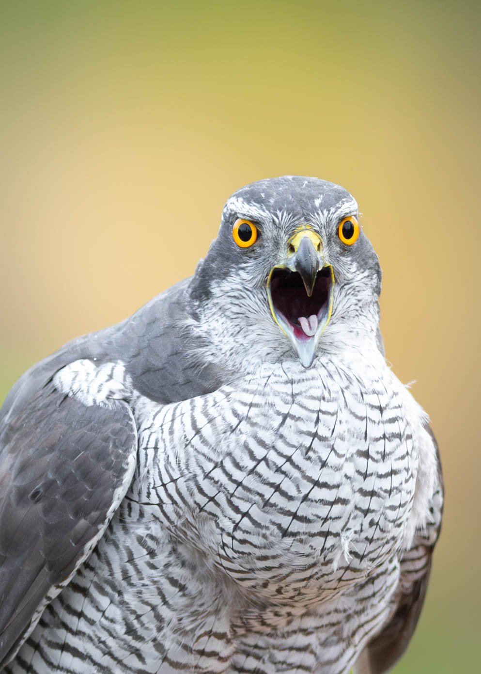 Hønsehauk_02-oktober (2 av 2).jpg