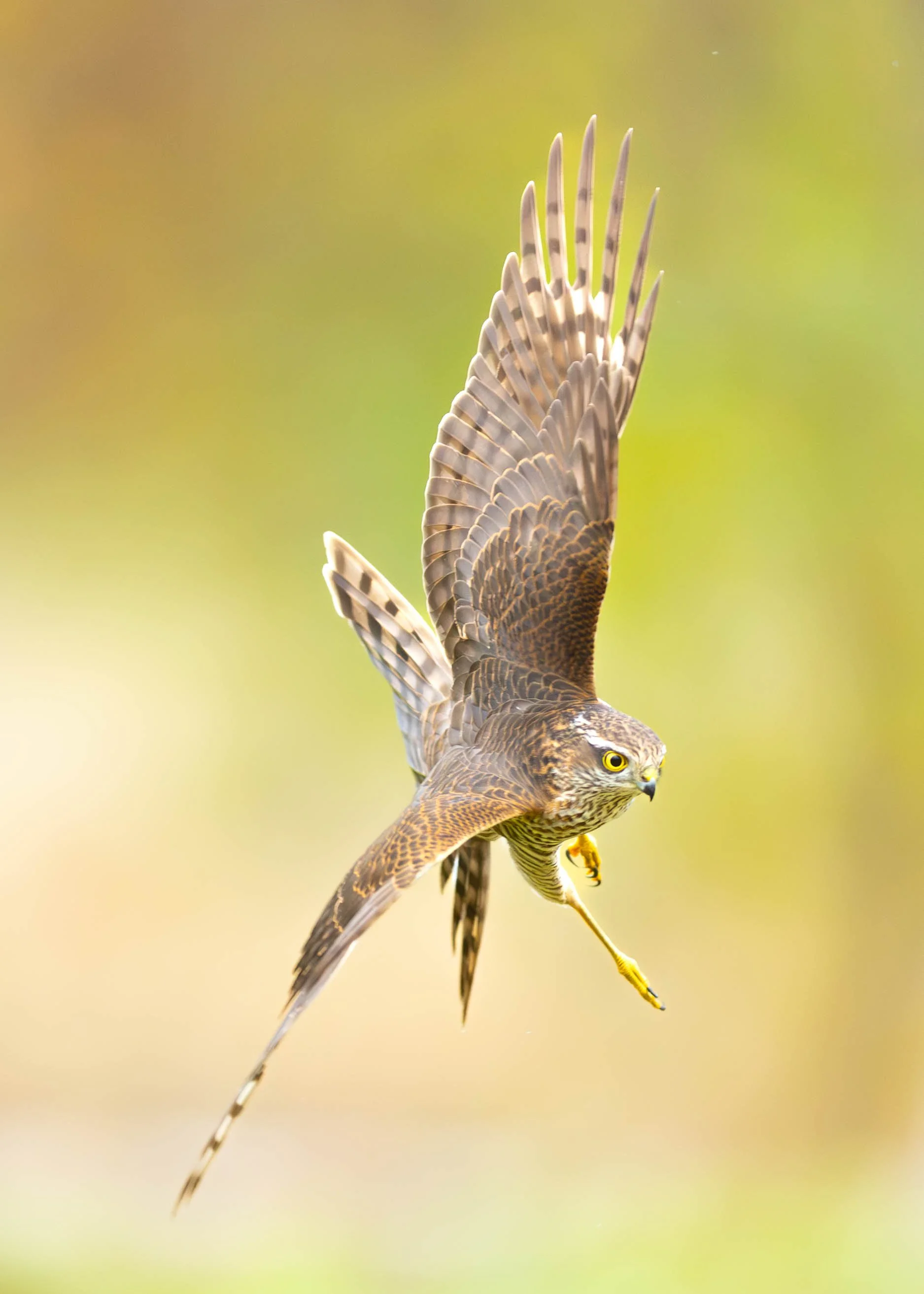 Spurvhauk_04-oktober (1 av 1).jpg