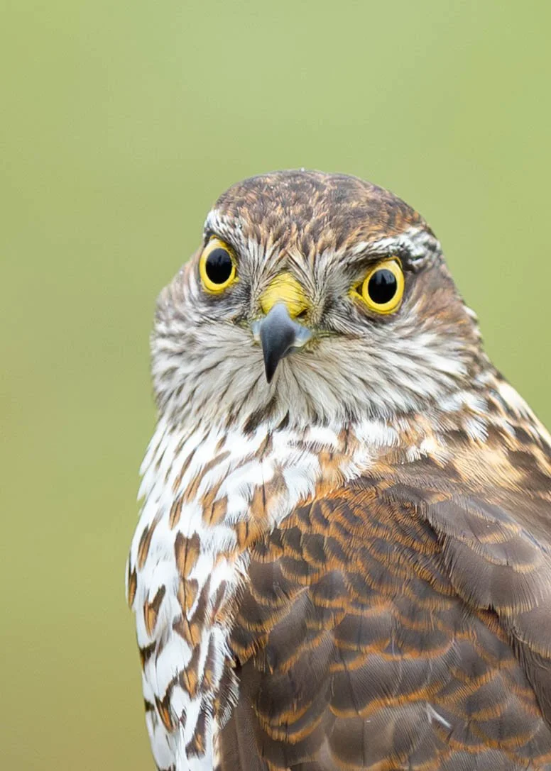 spurvehauk_11-oktober (1 av 1).jpg