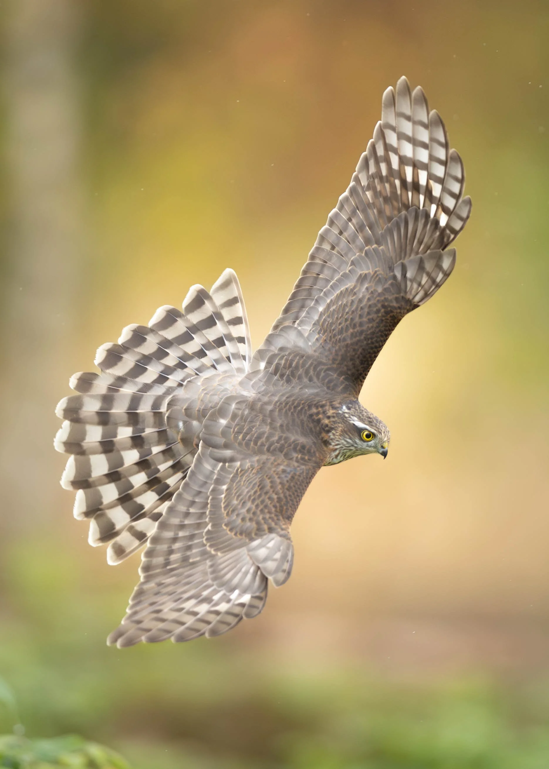 spurbvehauk_08-oktober (1 av 1).jpg