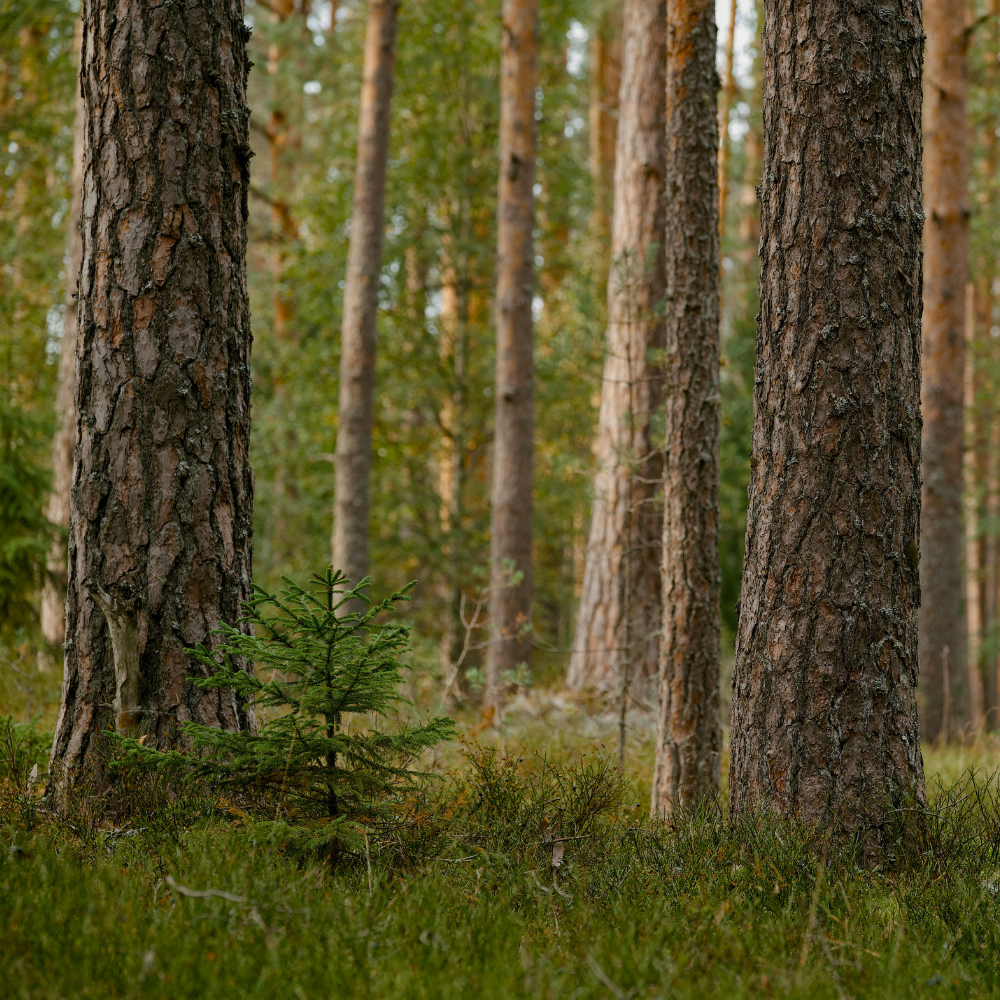 Strategic Team Member