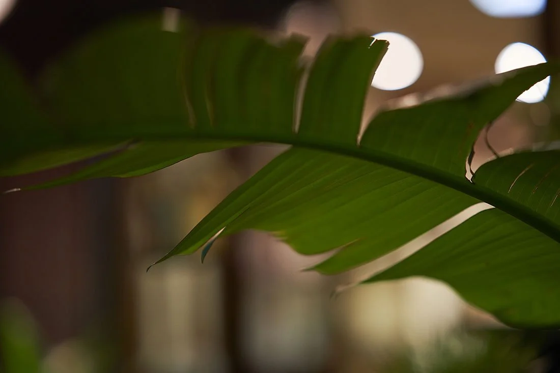 an image of a palm leaf