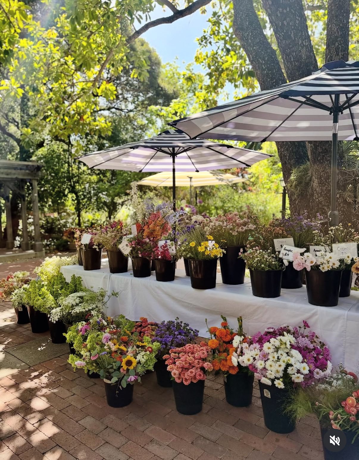 Thursday Flower Market 