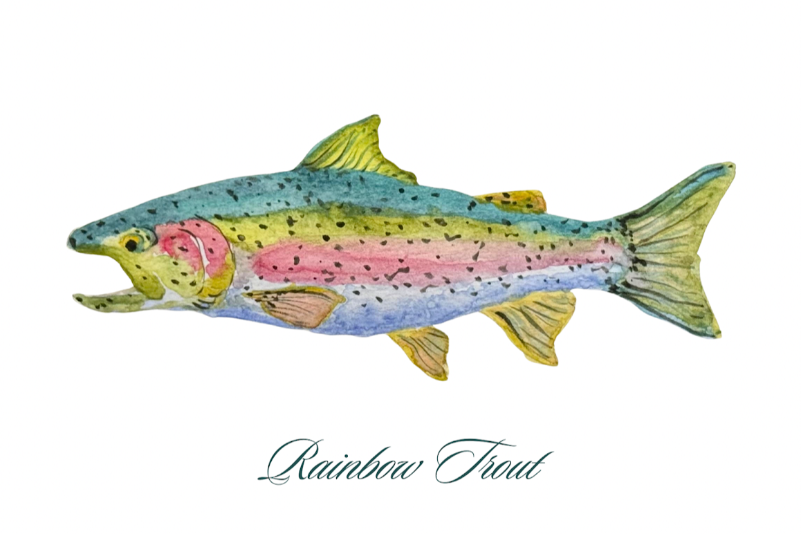Rainbow Trout