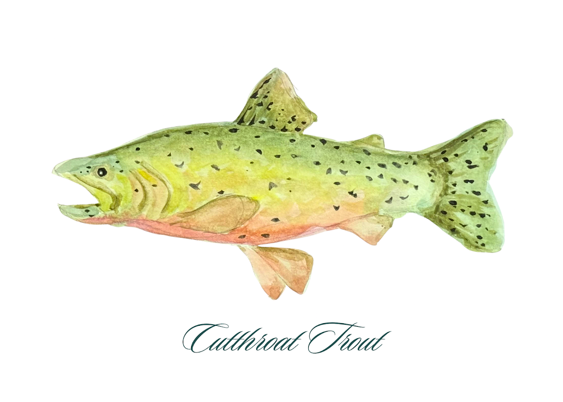 Cutthroat Trout
