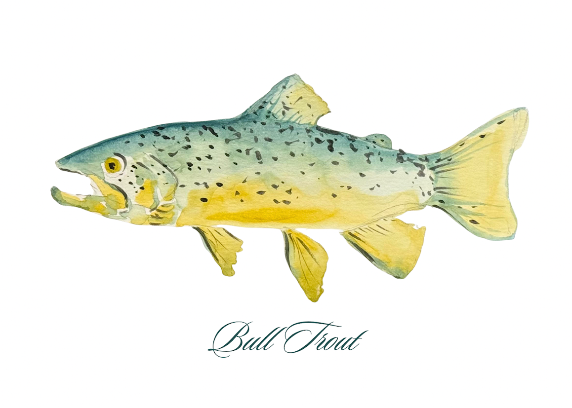 Bull Trout