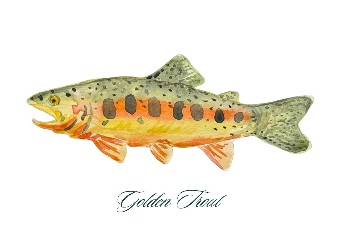 Golden Trout