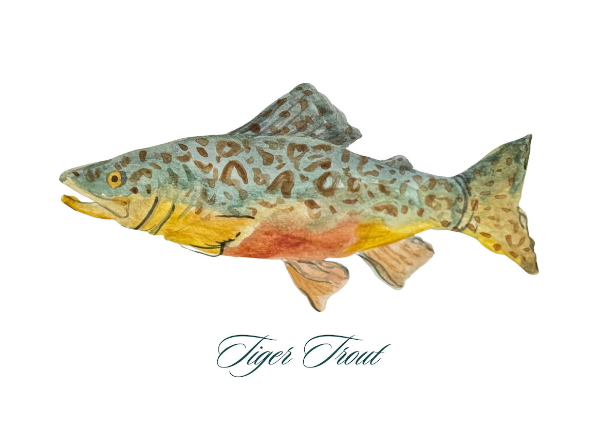 Tiger Trout