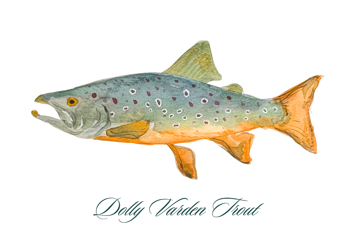 Dolly Varden Trout