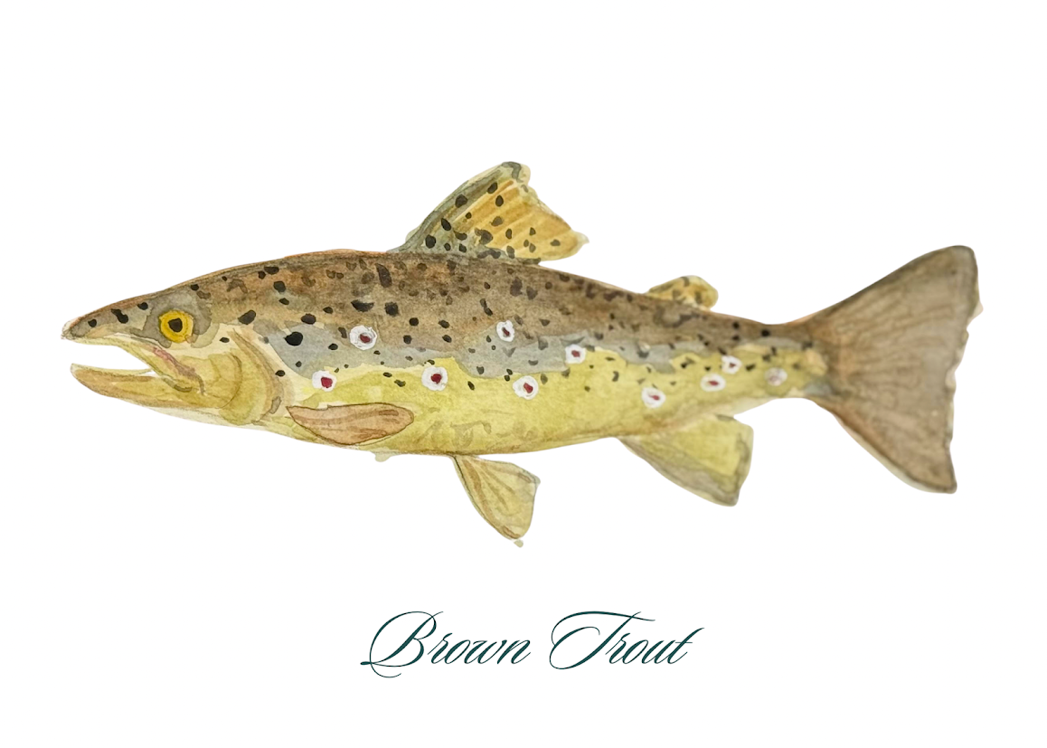 Brown Trout