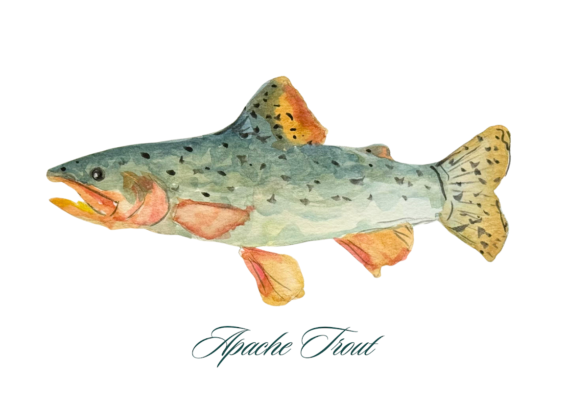 Apache Trout