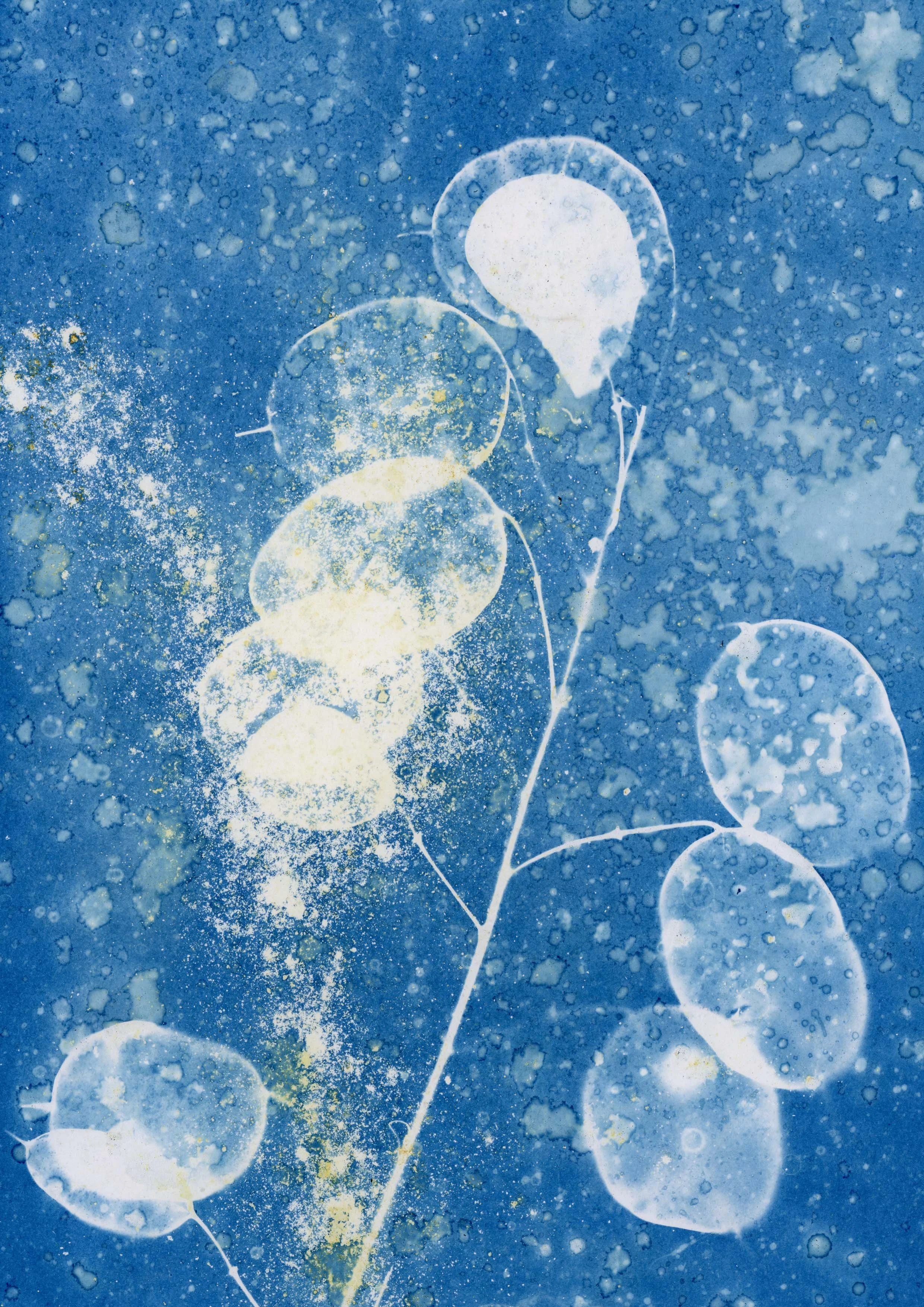 cyanotype1 copy.jpg