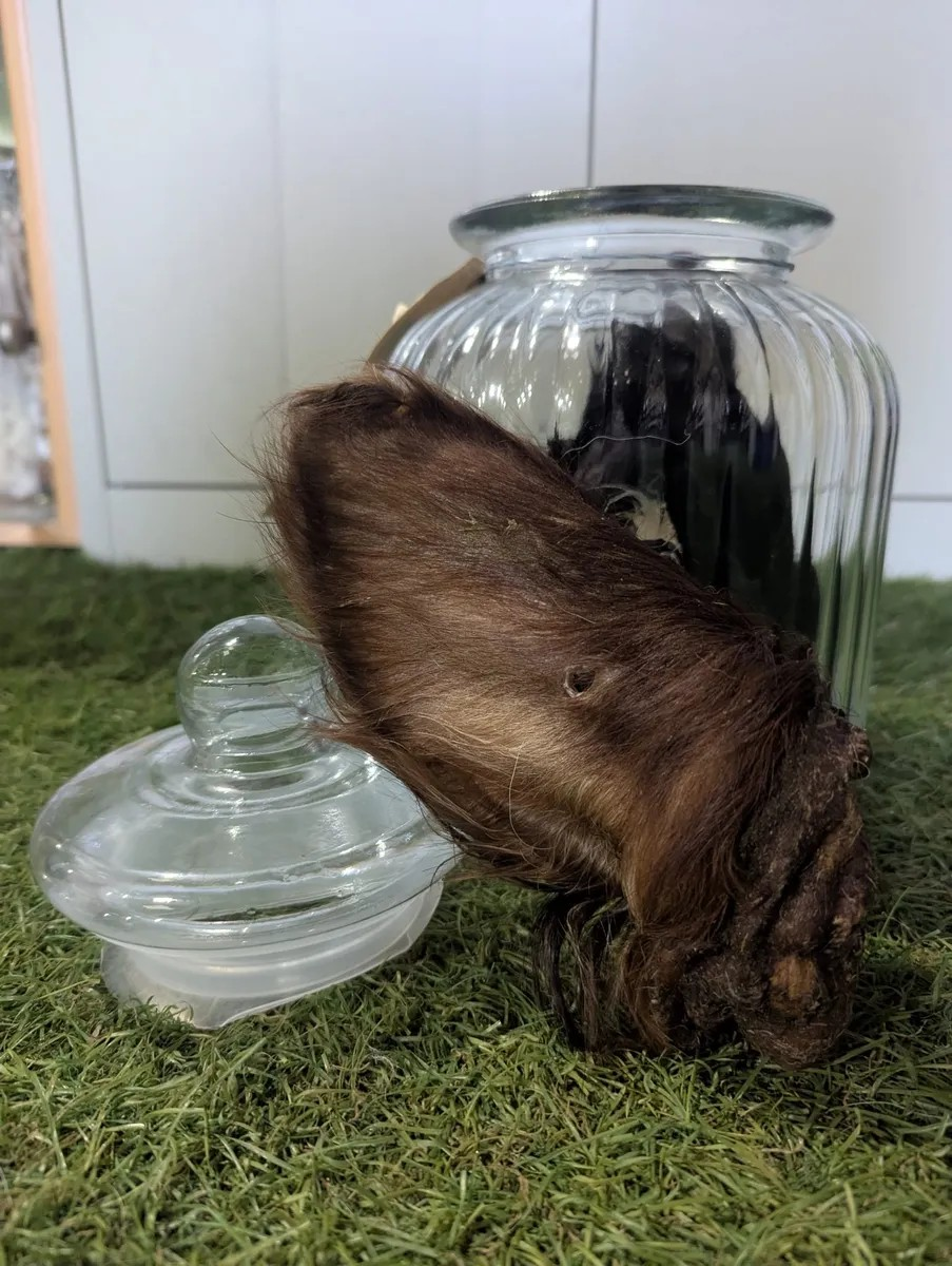 Hairy Beef Ear (individual)