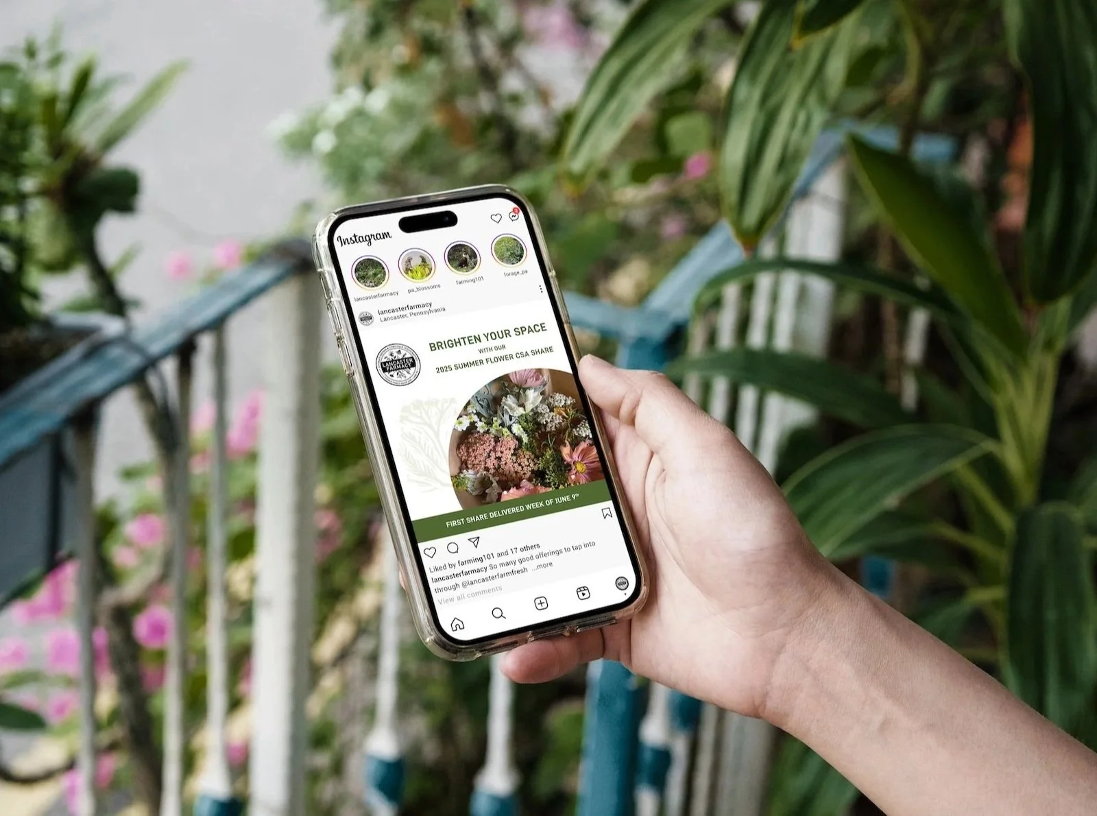 Person holding iPhone with social post about Lancaster Farmacy's Community Supported Agriculture flower share. Designed by Heather Rose Leiby.